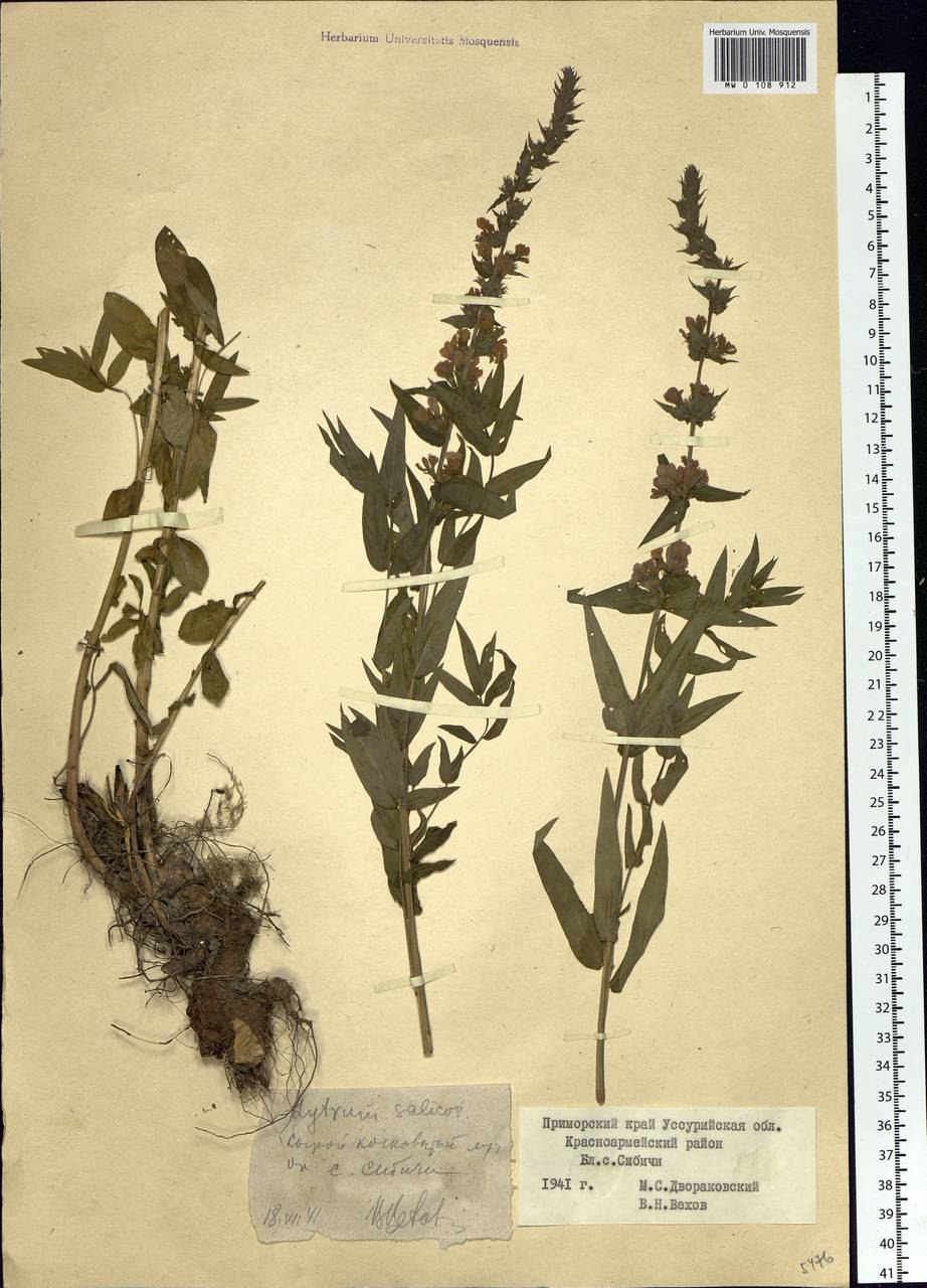 Lythrum salicaria L., Siberia, Russian Far East (S6) (Russia)