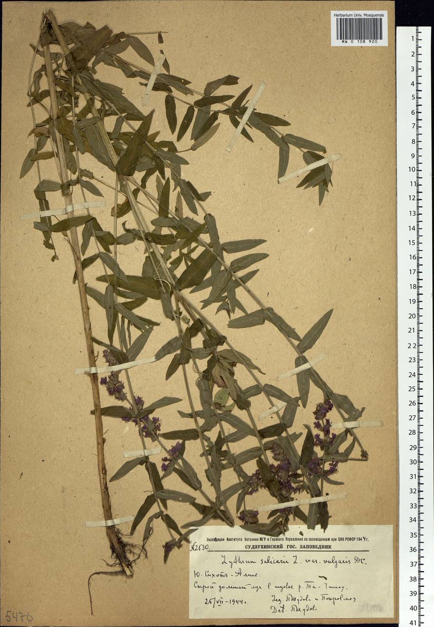 Lythrum salicaria L., Siberia, Russian Far East (S6) (Russia)