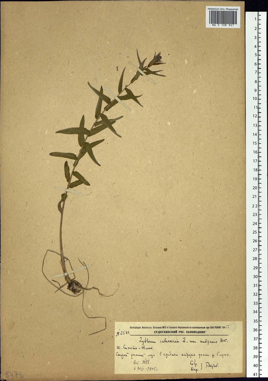 Lythrum salicaria L., Siberia, Russian Far East (S6) (Russia)