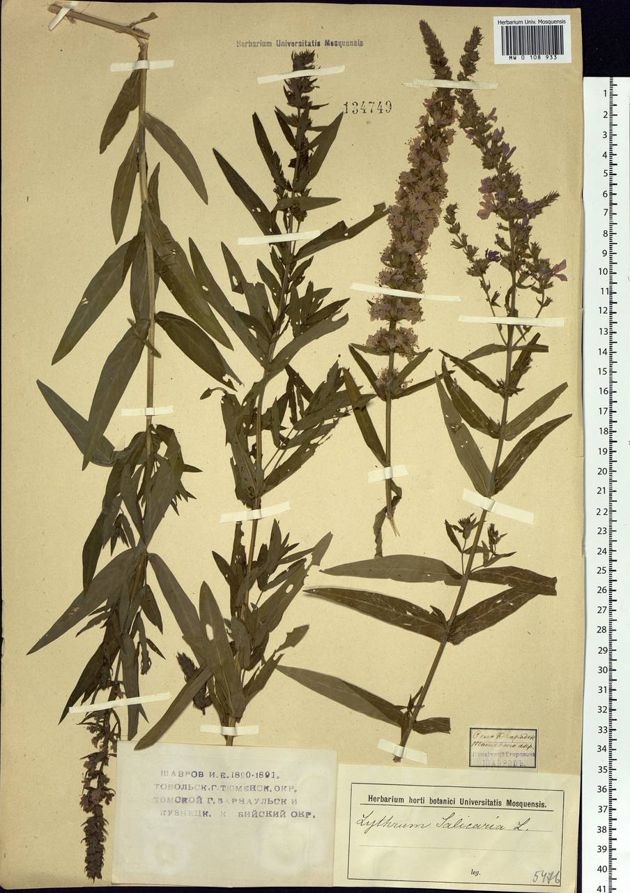 Lythrum salicaria L., Siberia, Western Siberia (S1) (Russia)