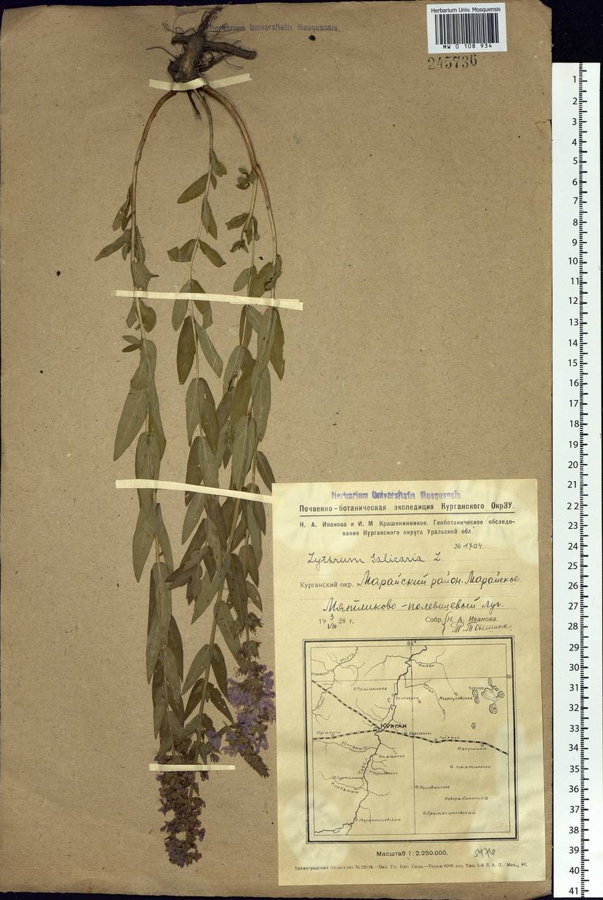 Lythrum salicaria L., Siberia, Western Siberia (S1) (Russia)