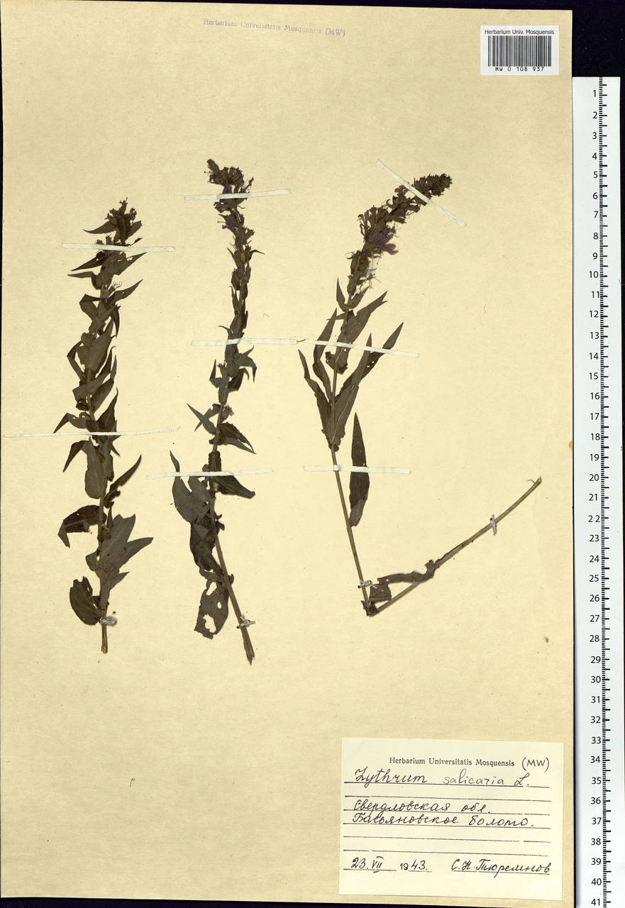 Lythrum salicaria L., Eastern Europe, Eastern region (E10) (Russia)