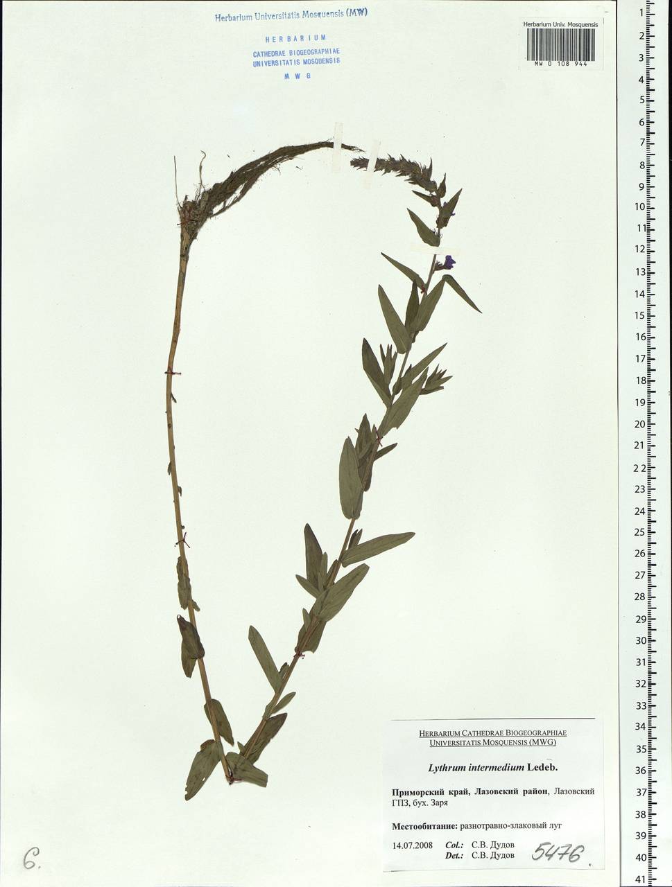 Lythrum intermedium Ledeb. ex Turcz., Siberia, Russian Far East (S6) (Russia)