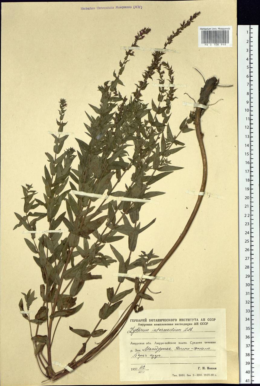 Lythrum intermedium Ledeb. ex Turcz., Siberia, Russian Far East (S6) (Russia)