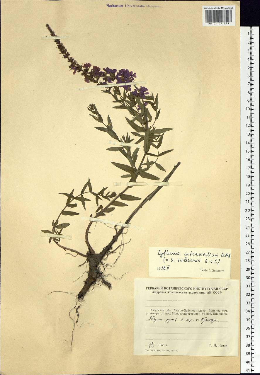 Lythrum intermedium Ledeb. ex Turcz., Siberia, Russian Far East (S6) (Russia)