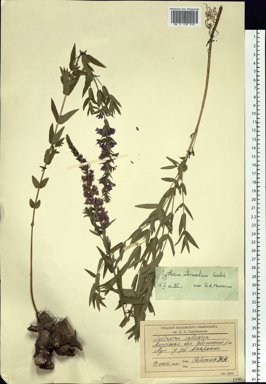 Lythrum intermedium Ledeb. ex Turcz., Siberia, Russian Far East (S6) (Russia)