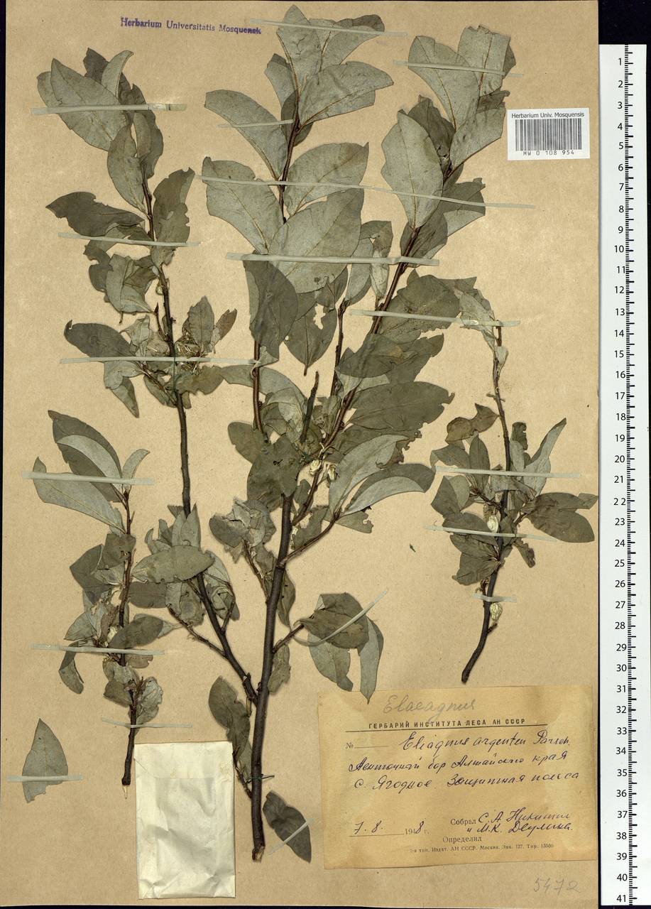 Elaeagnus commutata Bernh. ex Rydb., Siberia, Altai & Sayany Mountains (S2) (Russia)