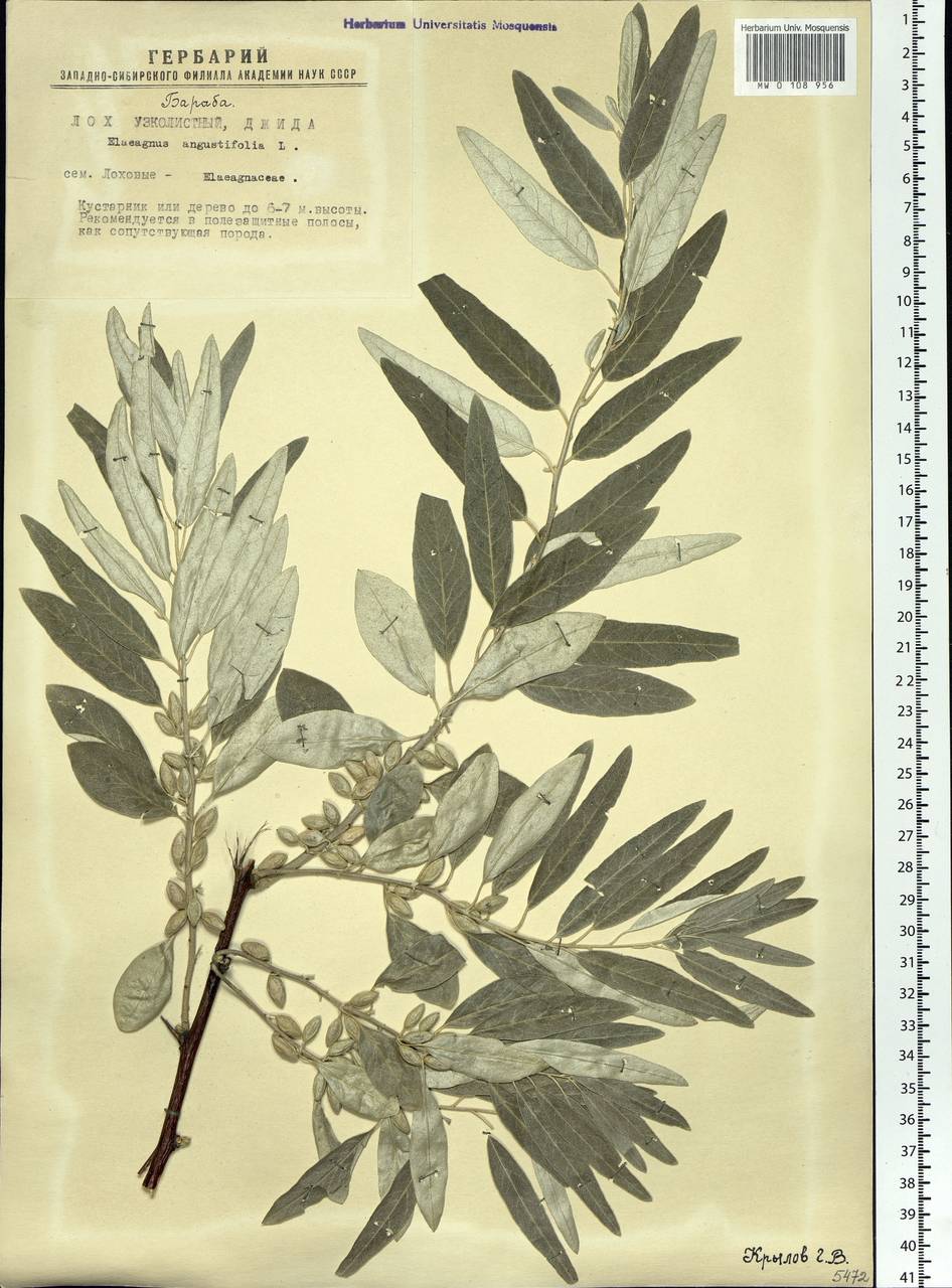 Elaeagnus angustifolia, Siberia, Western Siberia (S1) (Russia)