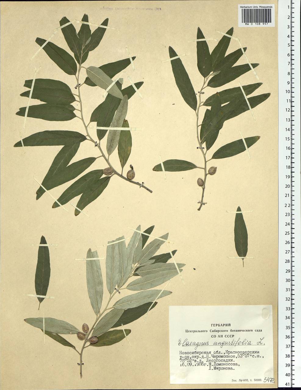 Elaeagnus angustifolia, Siberia, Western Siberia (S1) (Russia)