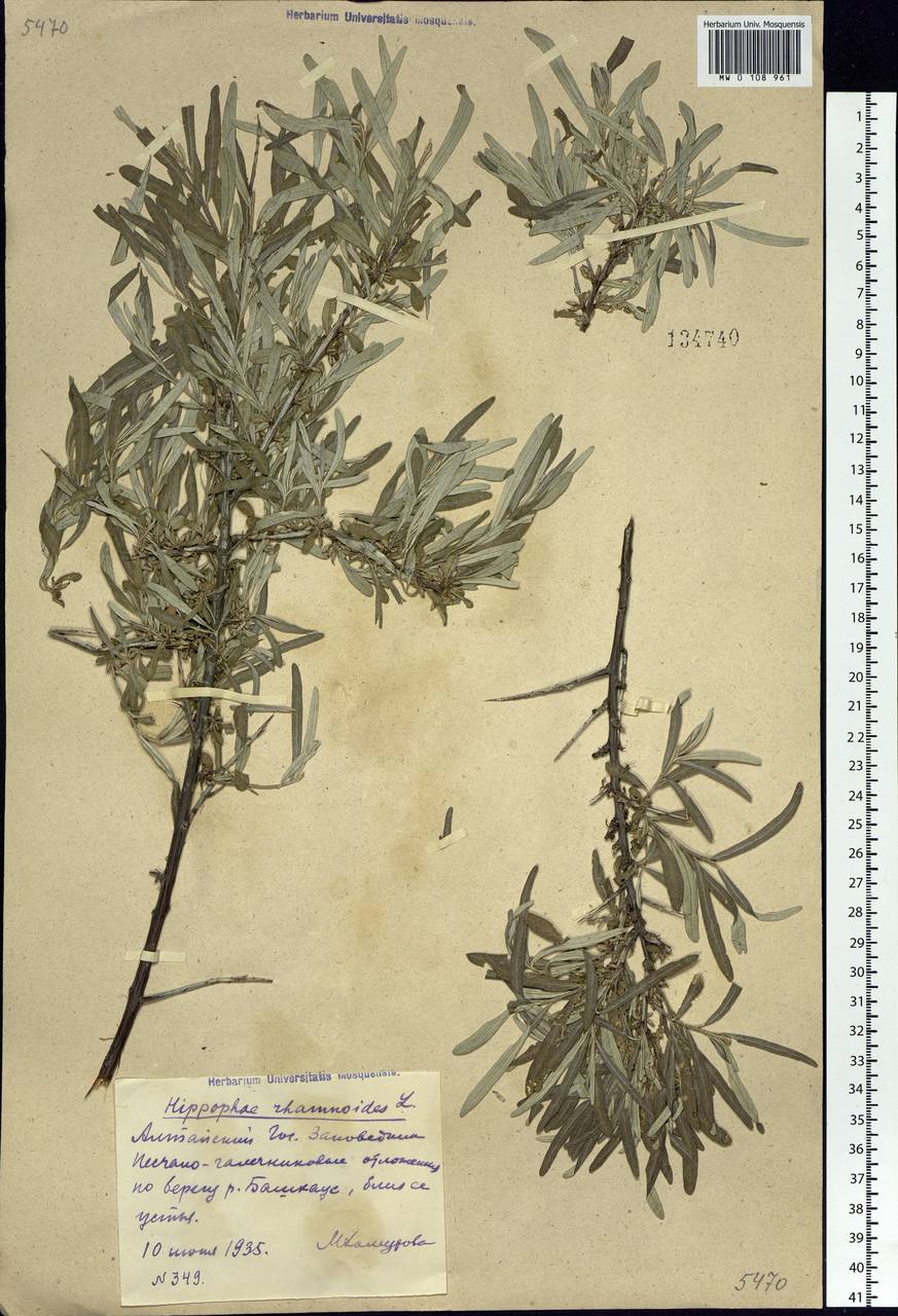 Hippophae rhamnoides, Siberia, Altai & Sayany Mountains (S2) (Russia)