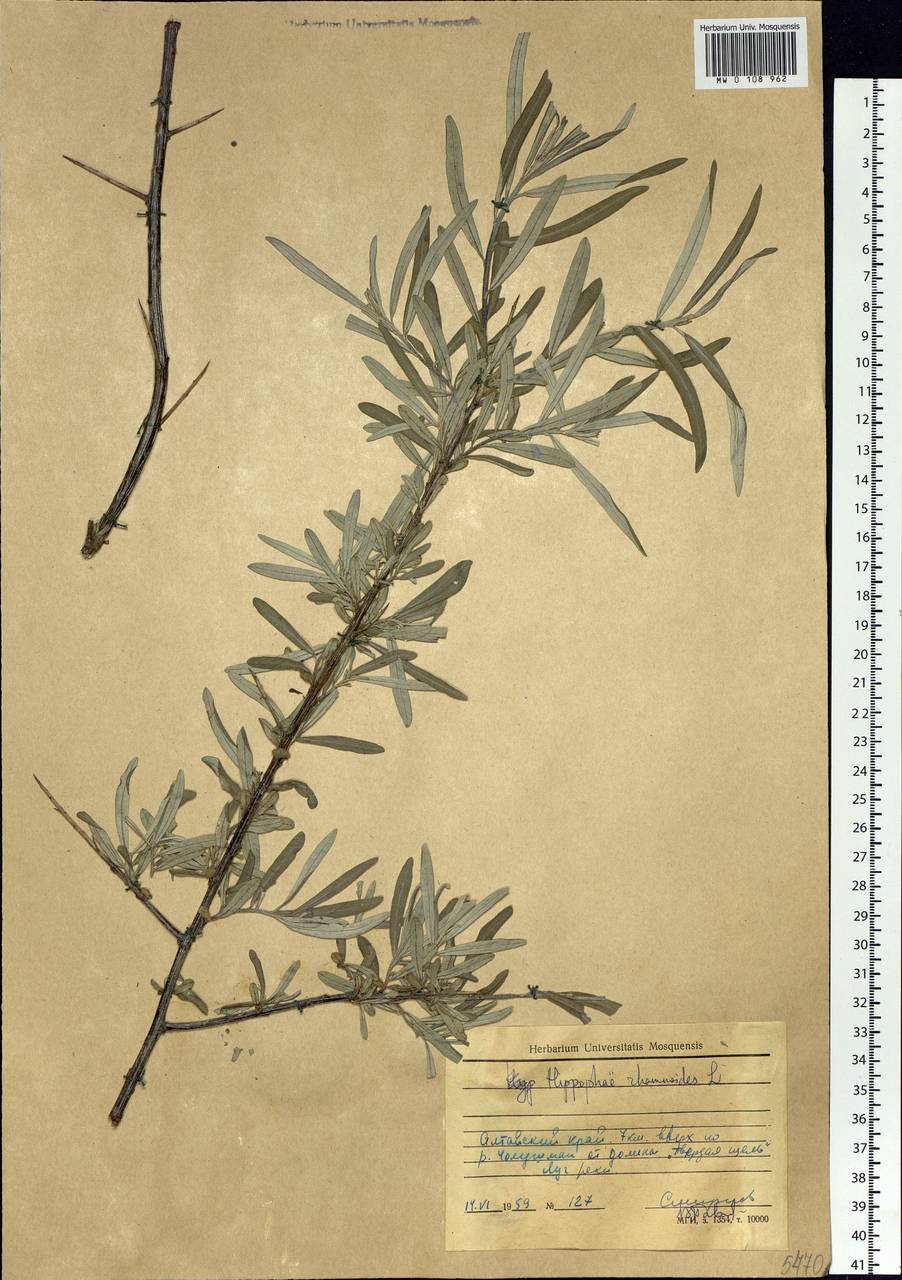 Hippophae rhamnoides L., Siberia, Altai & Sayany Mountains (S2) (Russia)