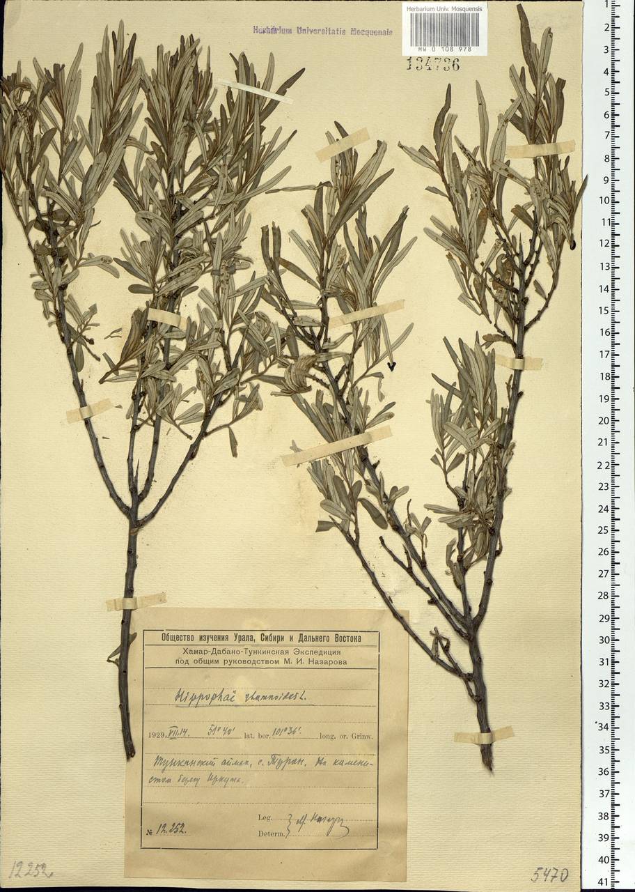 Hippophae rhamnoides L., Siberia, Baikal & Transbaikal region (S4) (Russia)