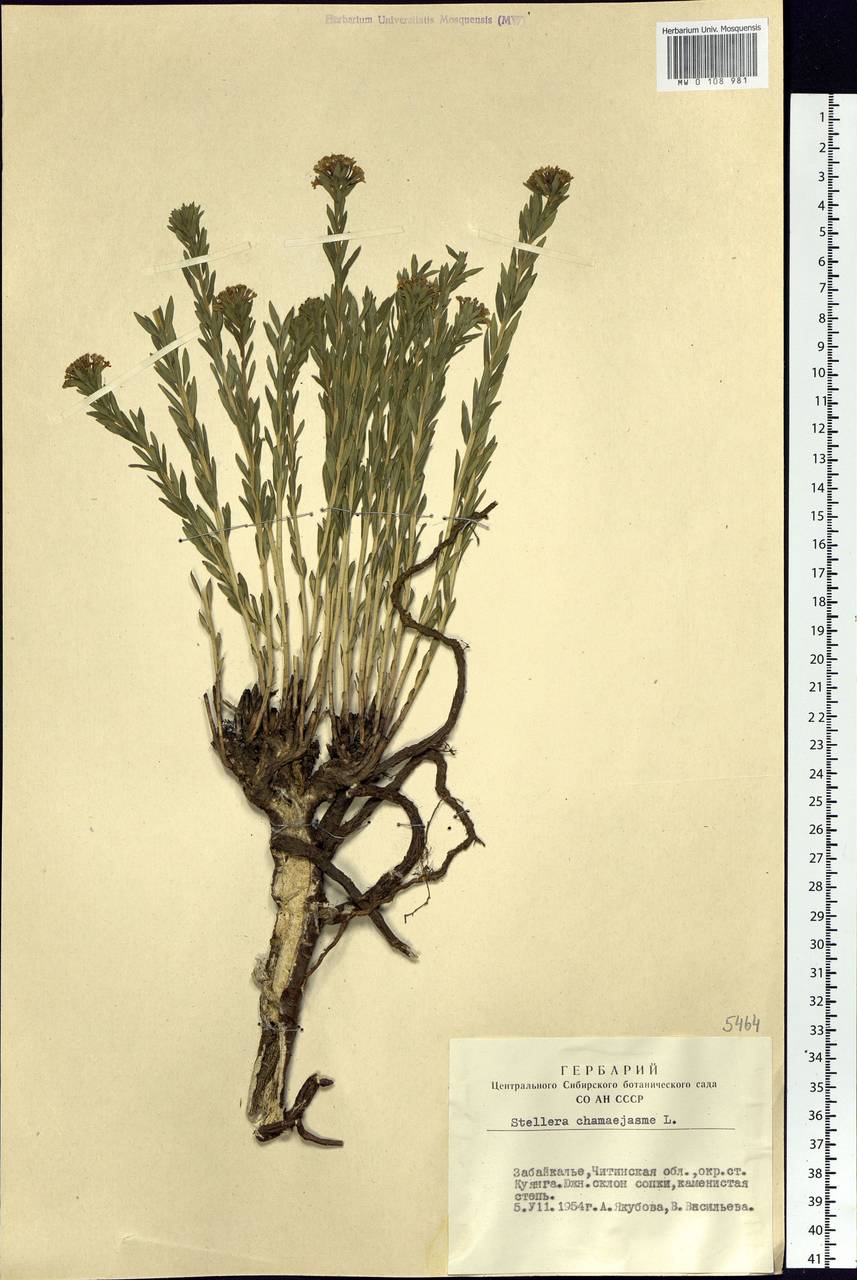 Stellera chamaejasme L., Siberia, Baikal & Transbaikal region (S4) (Russia)