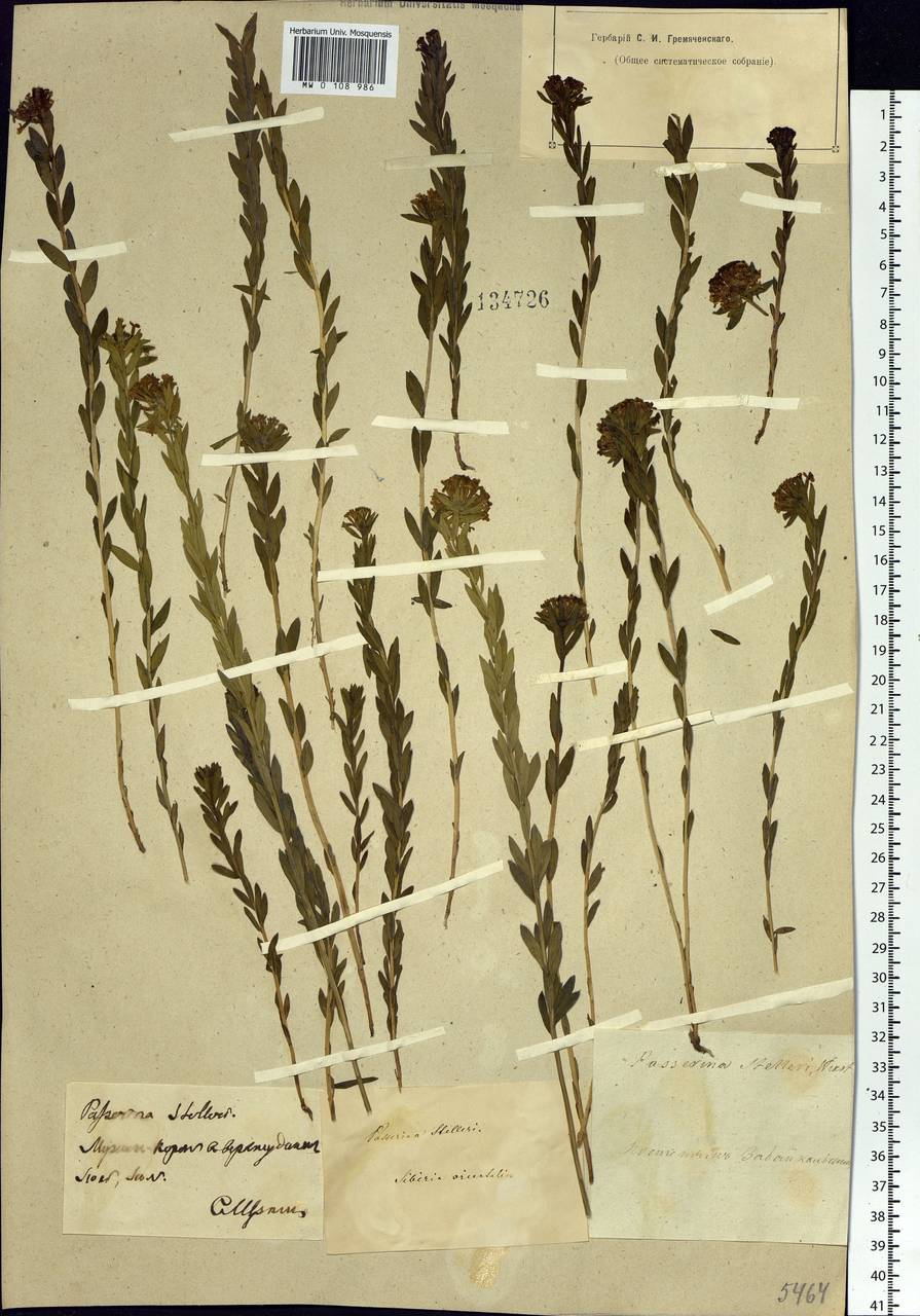 Stellera chamaejasme L., Siberia, Baikal & Transbaikal region (S4) (Russia)