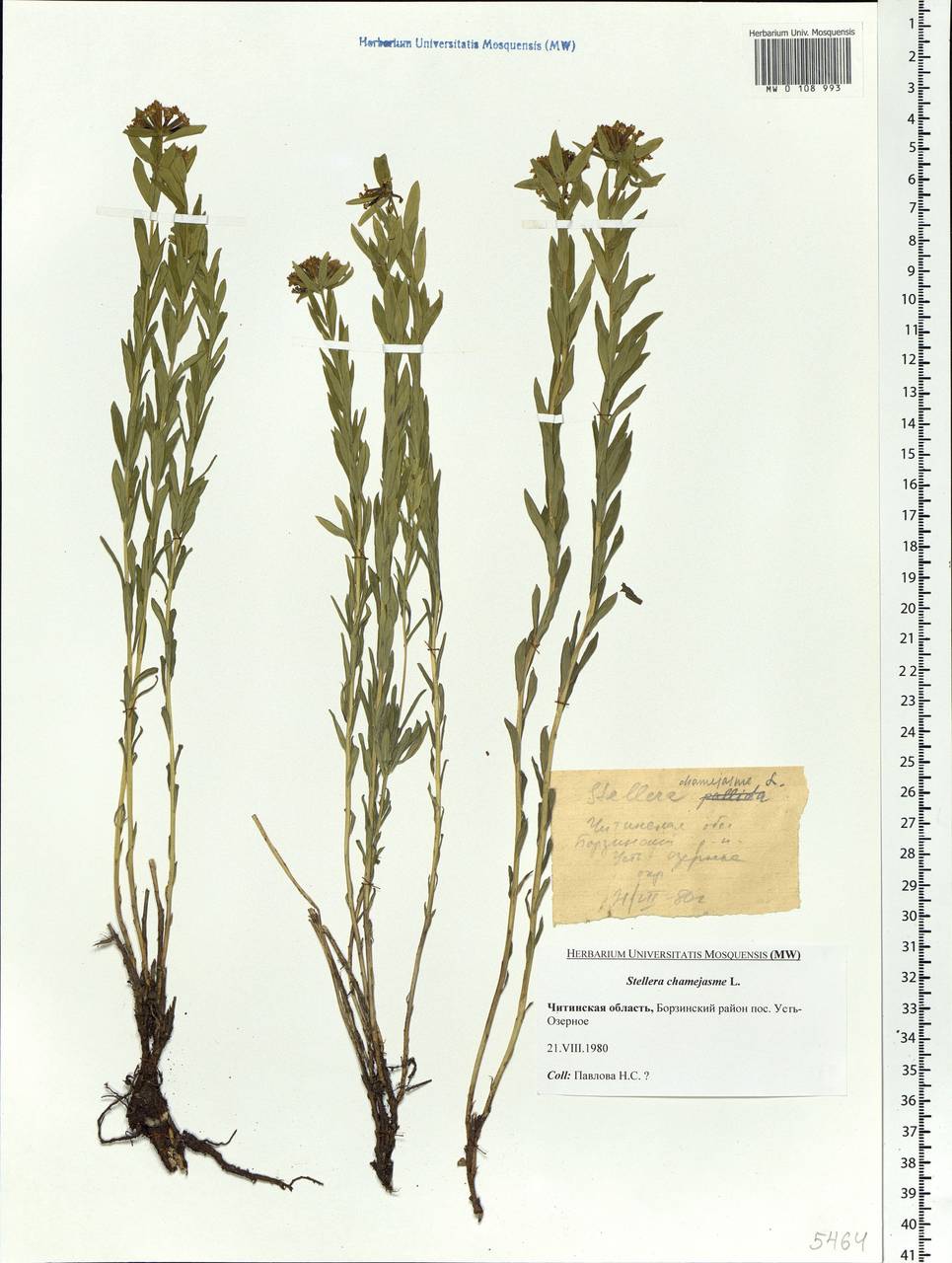 Stellera chamaejasme L., Siberia, Baikal & Transbaikal region (S4) (Russia)