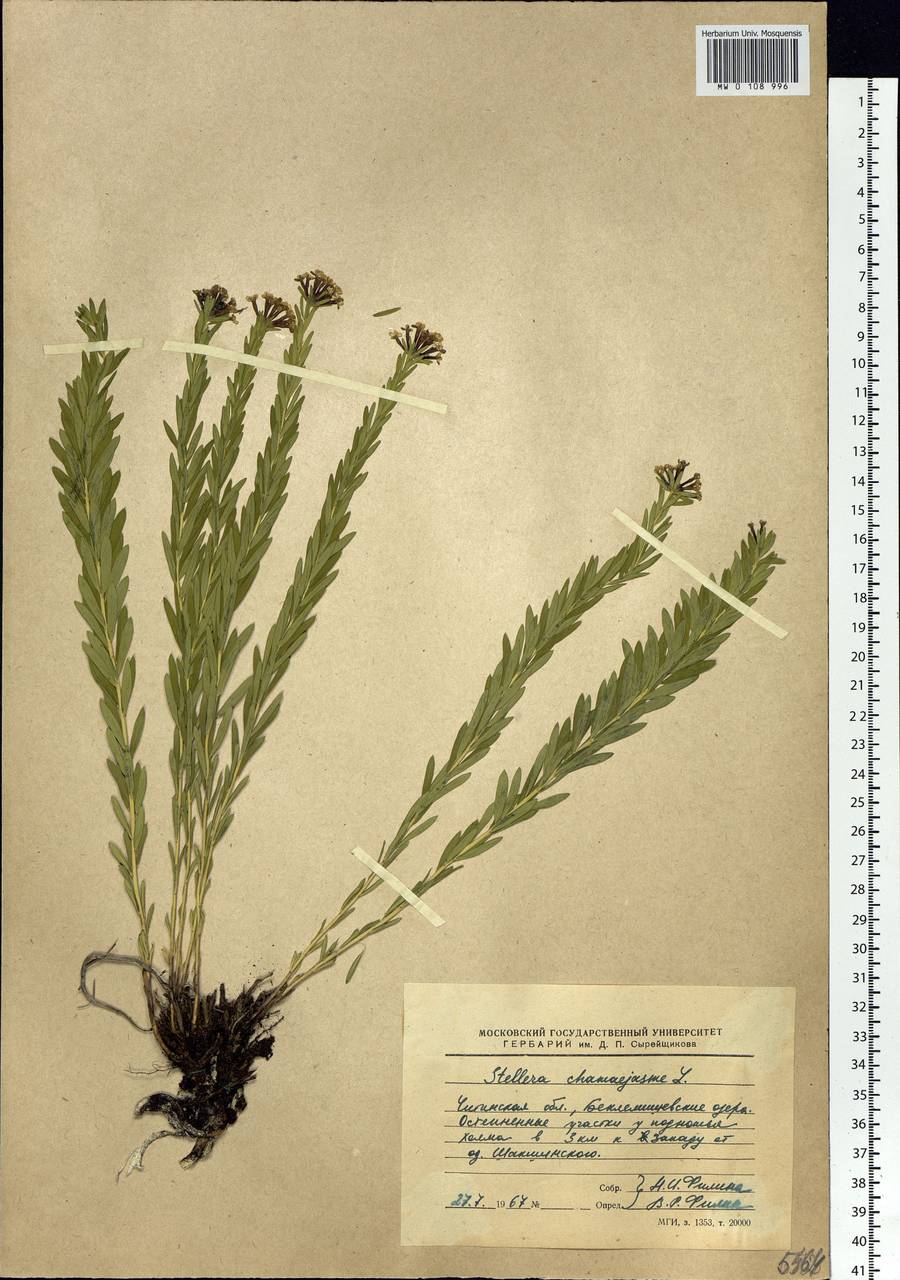Stellera chamaejasme L., Siberia, Baikal & Transbaikal region (S4) (Russia)