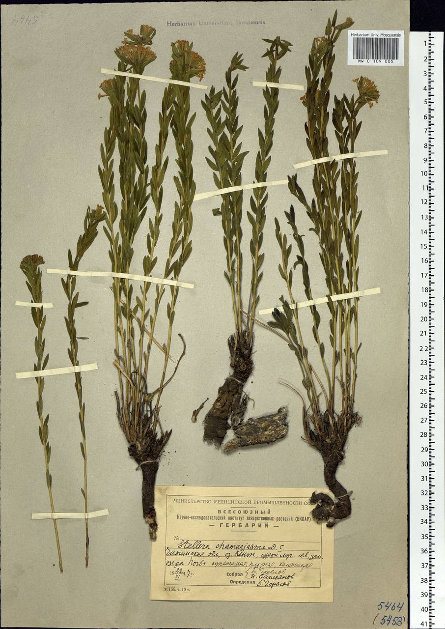 Stellera chamaejasme L., Siberia, Baikal & Transbaikal region (S4) (Russia)