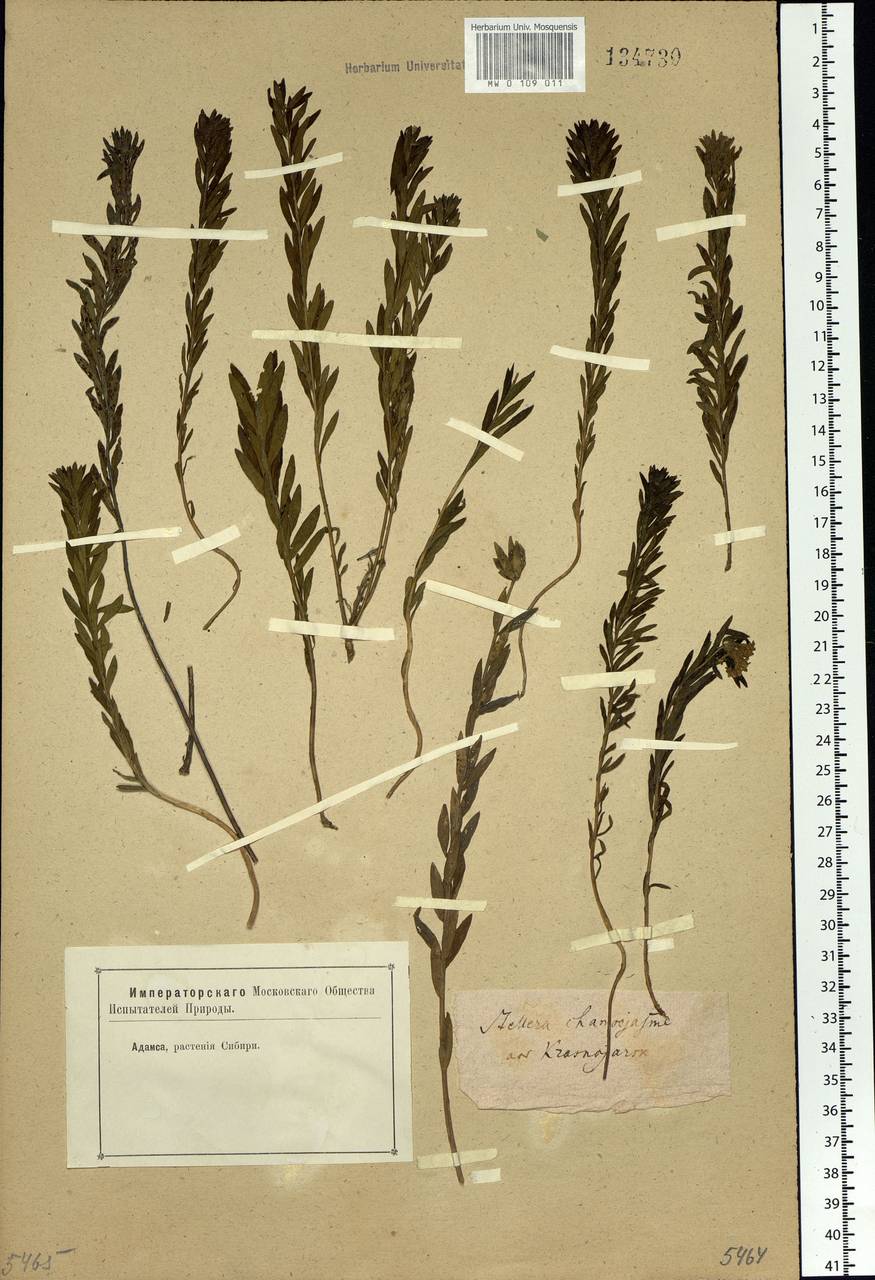 Diarthron altaicum (Thiéb.-Bern. ex Pers.) Kit Tan, Siberia, Central Siberia (S3) (Russia)