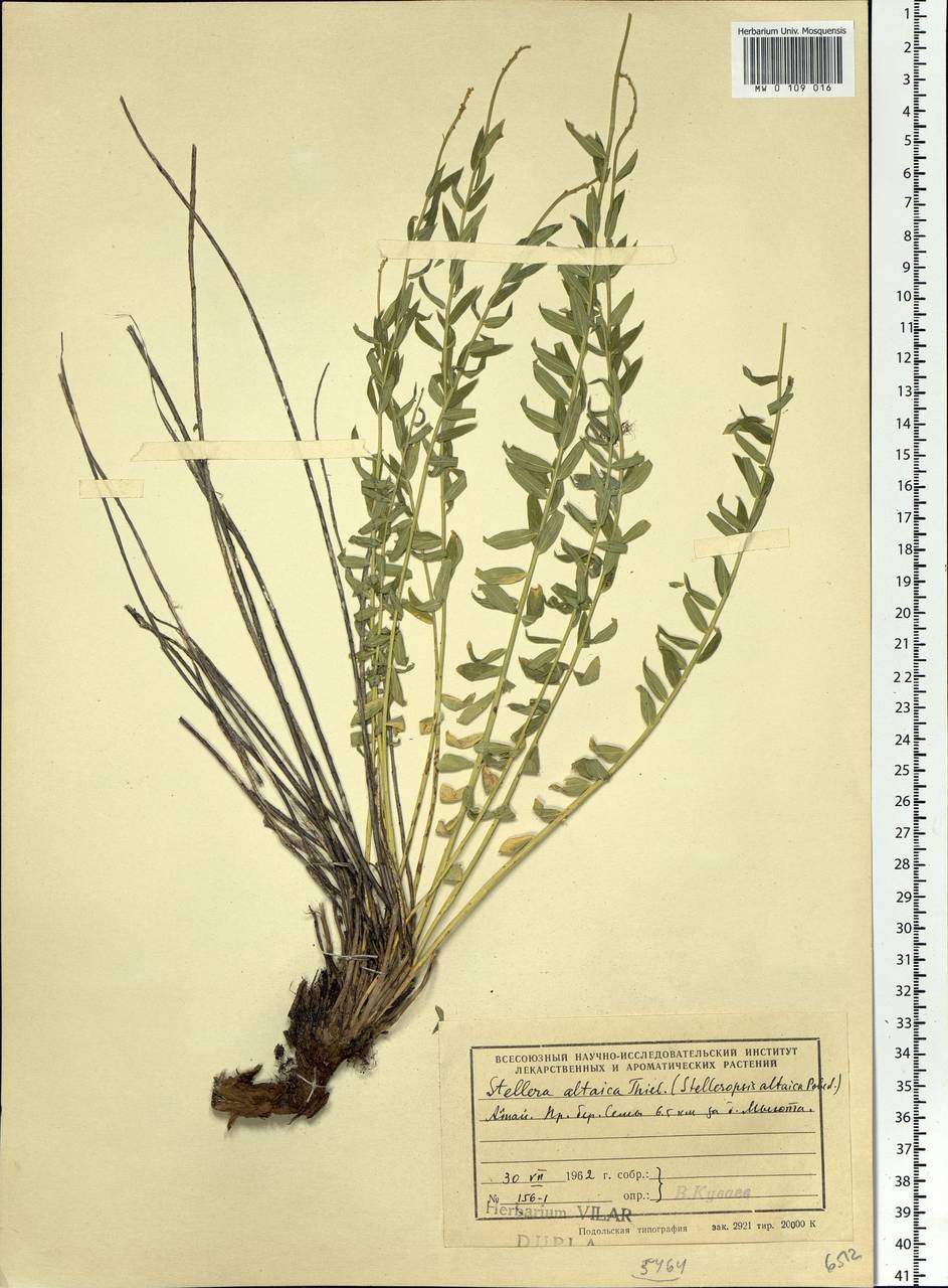 Diarthron altaicum (Thiéb.-Bern. ex Pers.) Kit Tan, Siberia, Altai & Sayany Mountains (S2) (Russia)