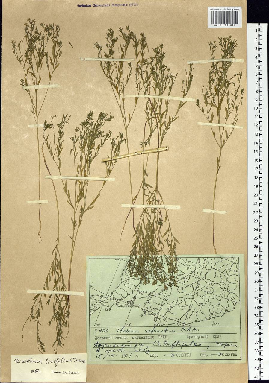 Diarthron linifolium Turcz., Siberia, Russian Far East (S6) (Russia)