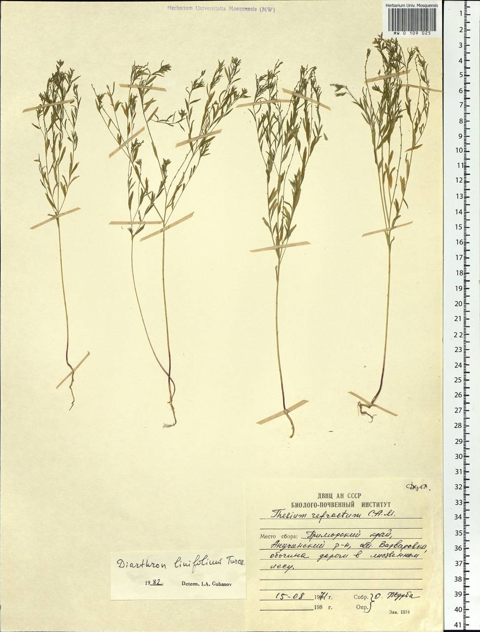 Diarthron linifolium Turcz., Siberia, Russian Far East (S6) (Russia)
