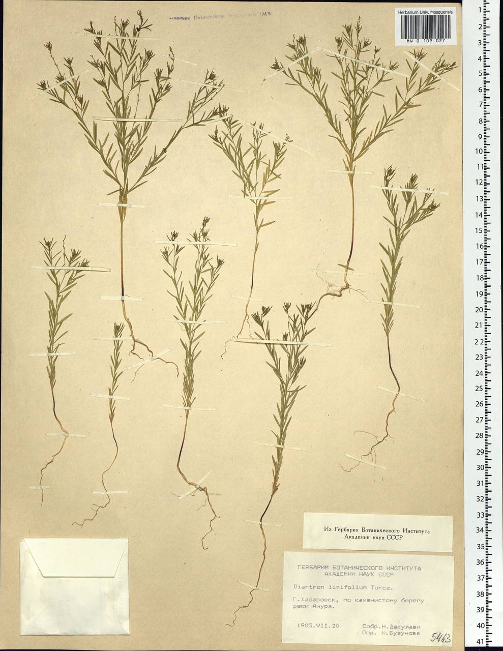 Diarthron linifolium Turcz., Siberia, Russian Far East (S6) (Russia)