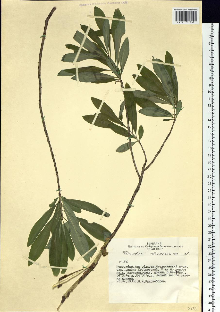 Daphne mezereum L., Siberia, Western Siberia (S1) (Russia)