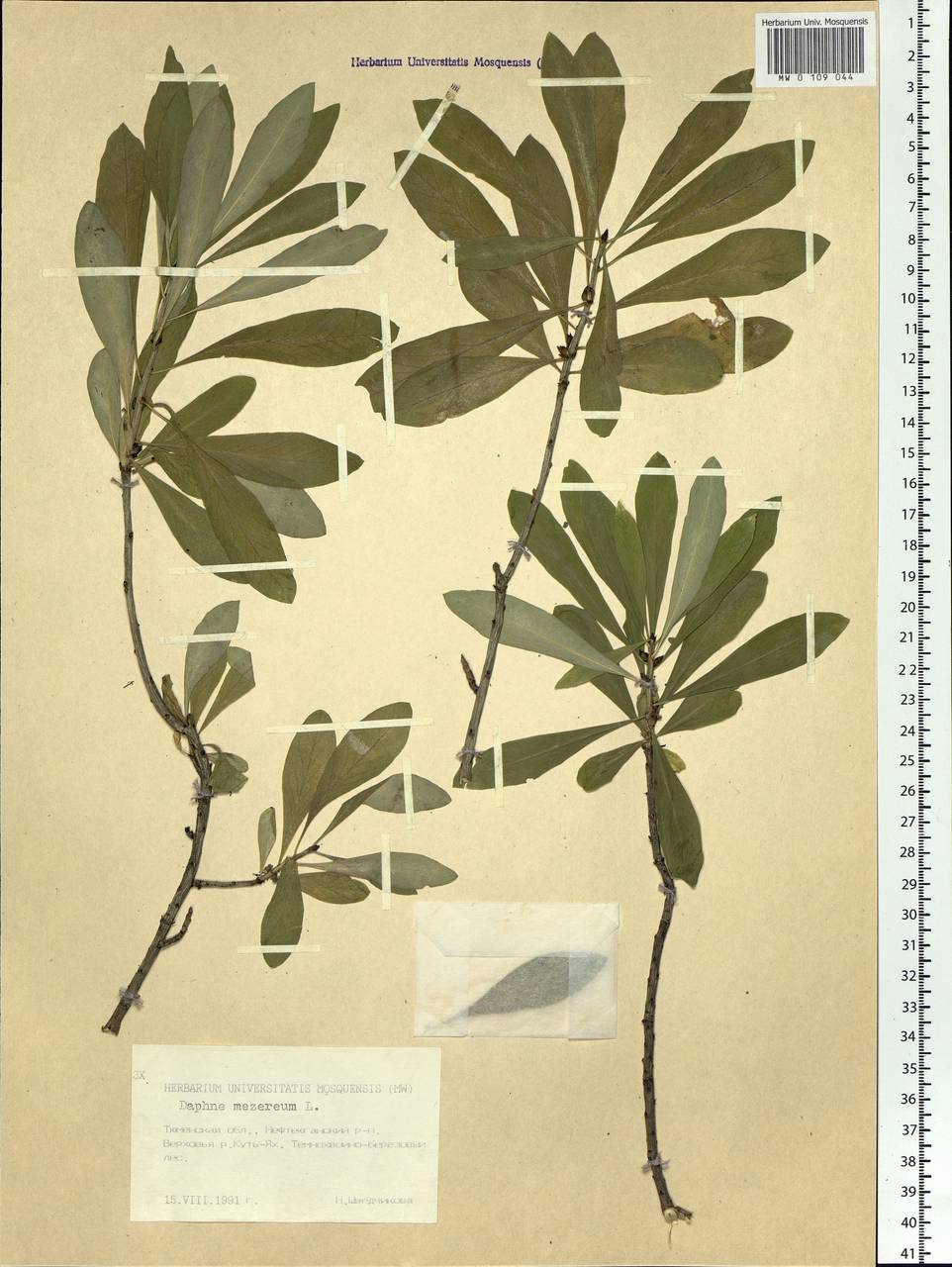 Daphne mezereum L., Siberia, Western Siberia (S1) (Russia)