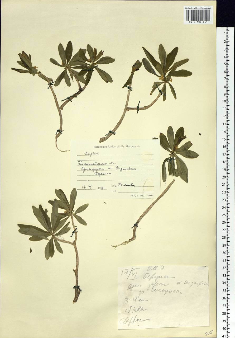 Daphne kamtschatica Maxim., Siberia, Chukotka & Kamchatka (S7) (Russia)