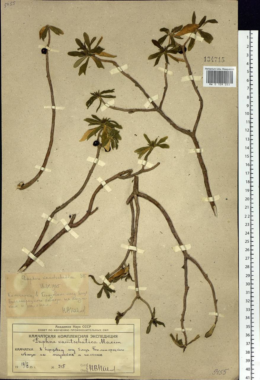 Daphne kamtschatica Maxim., Siberia, Chukotka & Kamchatka (S7) (Russia)