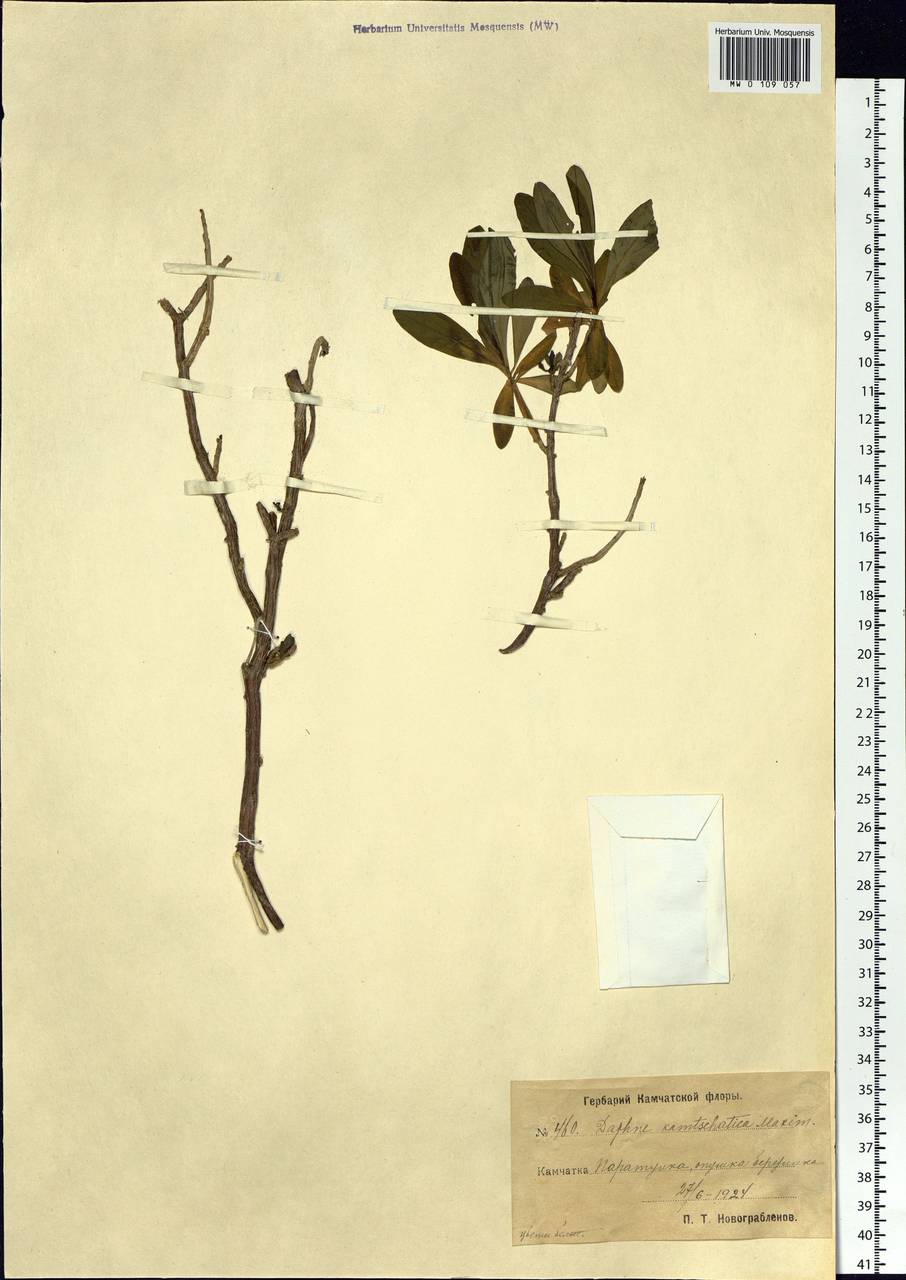 Daphne kamtschatica Maxim., Siberia, Chukotka & Kamchatka (S7) (Russia)