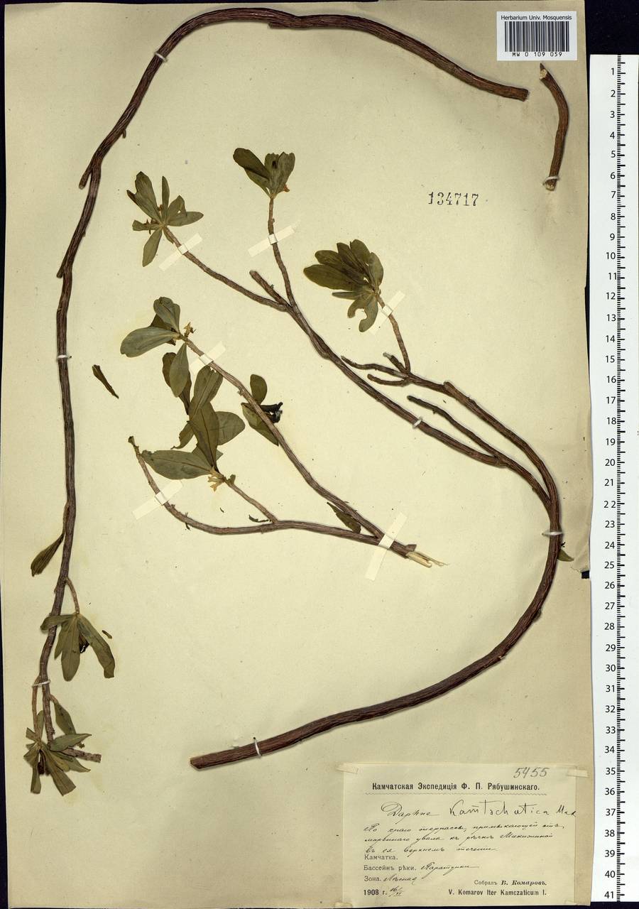 Daphne kamtschatica Maxim., Siberia, Chukotka & Kamchatka (S7) (Russia)