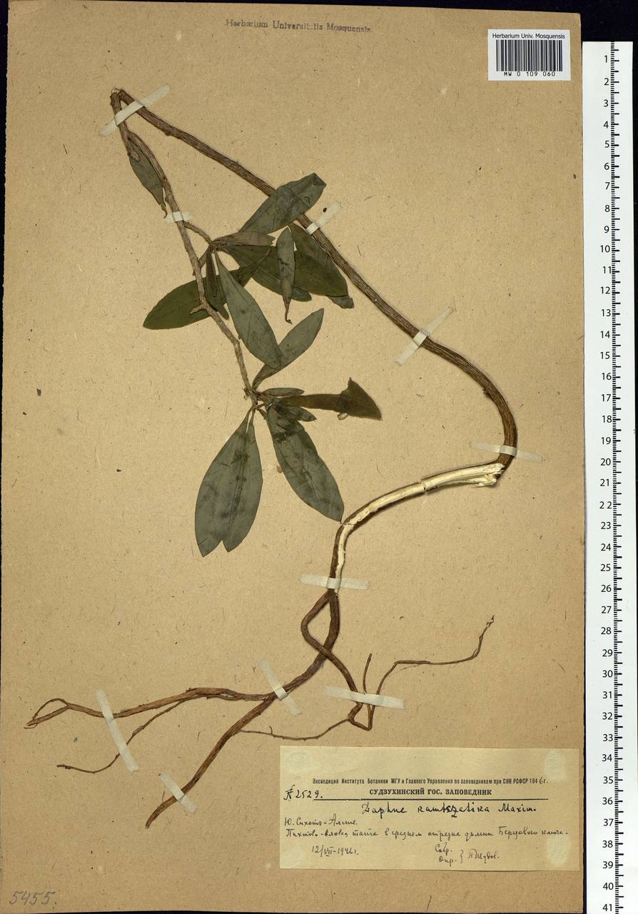 Daphne kamtschatica Maxim., Siberia, Russian Far East (S6) (Russia)