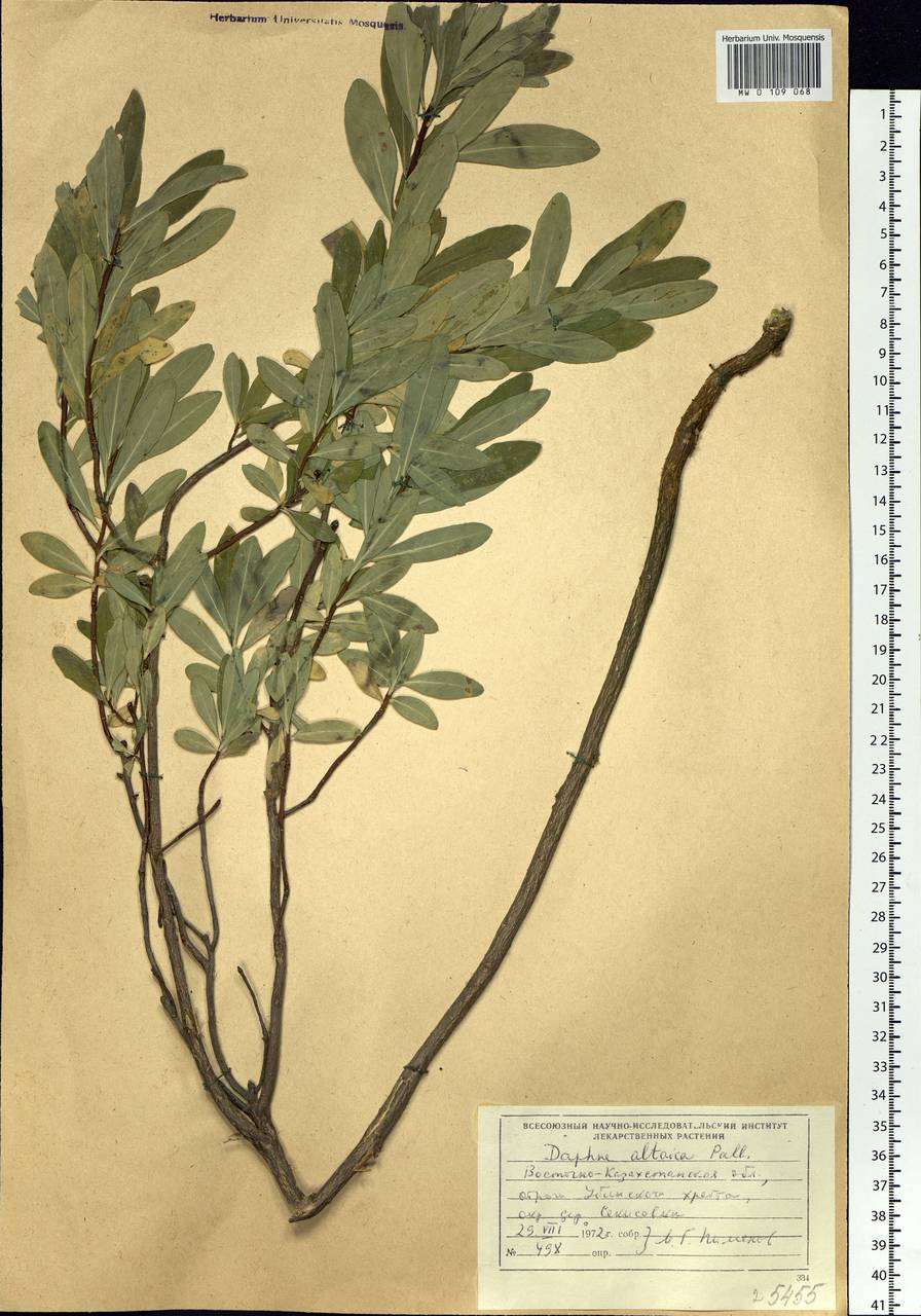 Daphne altaica Pall., Siberia, Western (Kazakhstan) Altai Mountains (S2a) (Kazakhstan)