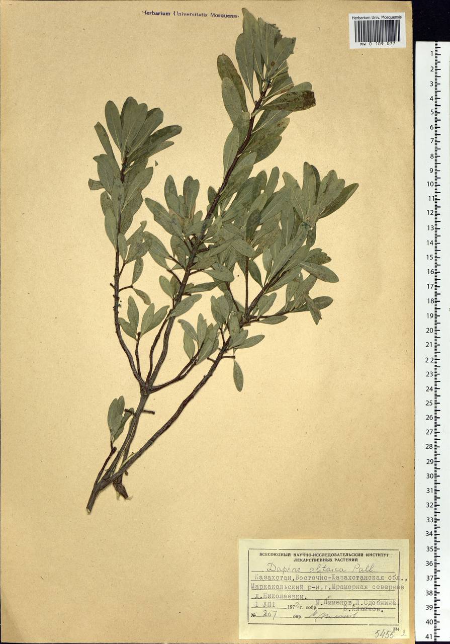 Daphne altaica Pall., Siberia, Western (Kazakhstan) Altai Mountains (S2a) (Kazakhstan)
