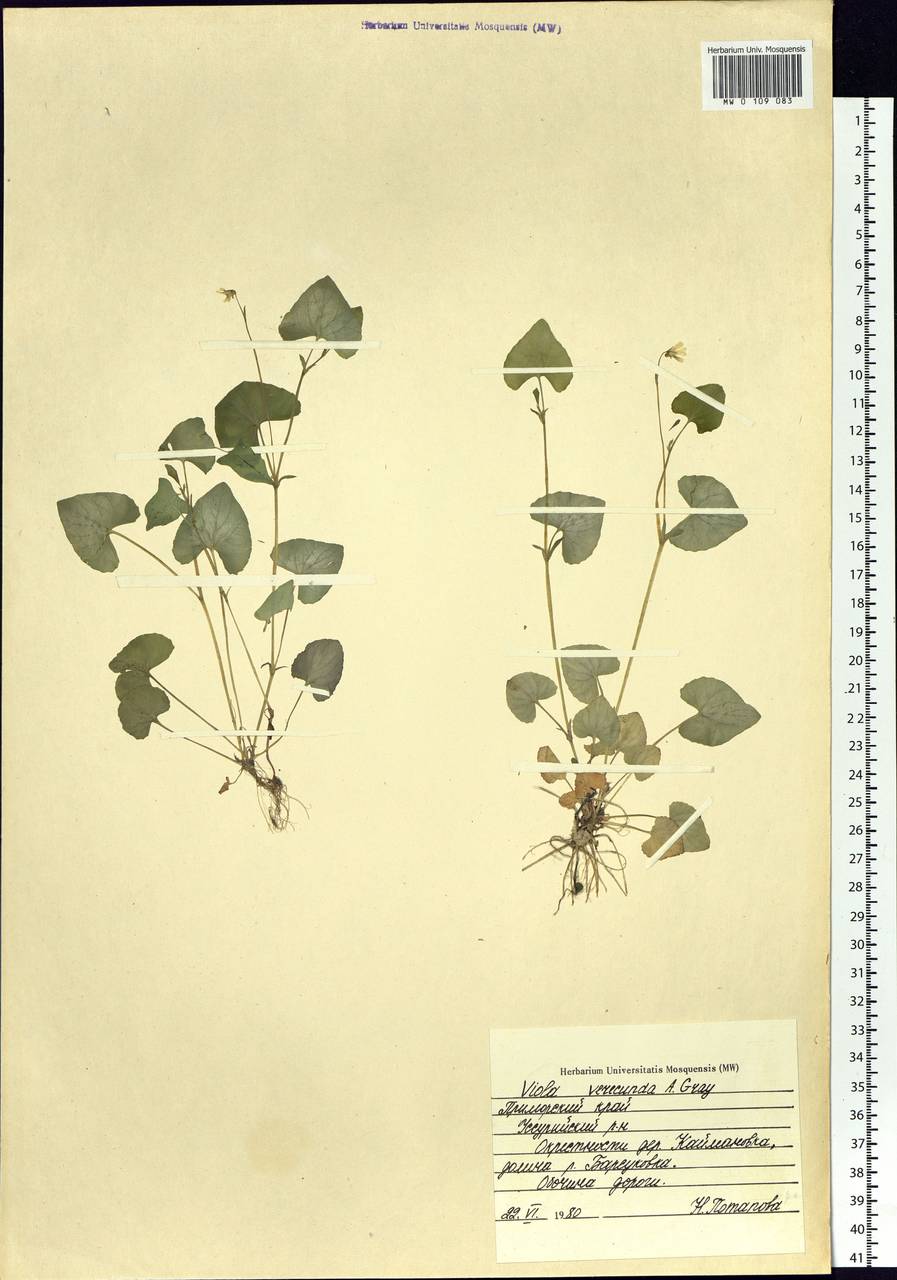 Viola hamiltoniana D. Don, Siberia, Russian Far East (S6) (Russia)