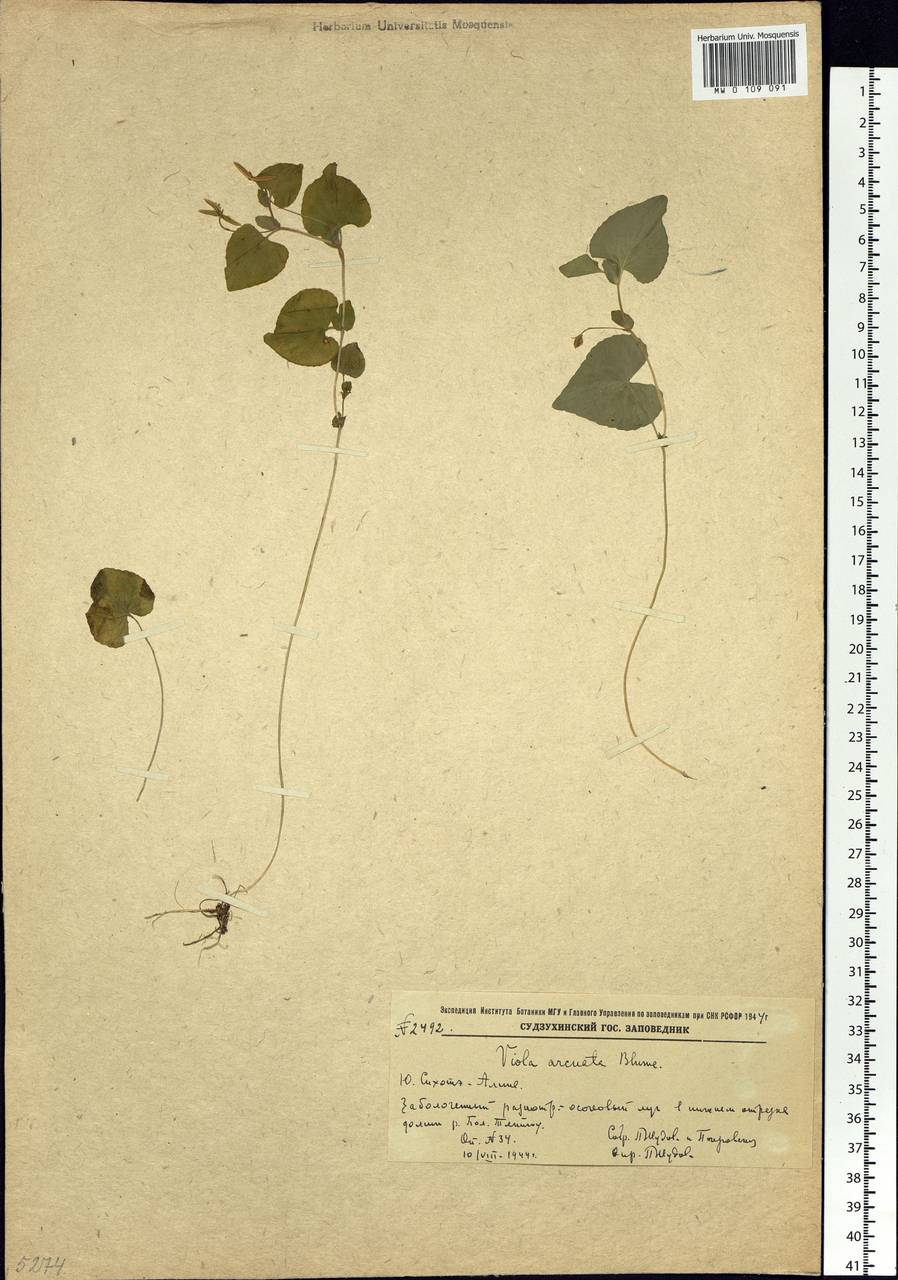 Viola hamiltoniana D. Don, Siberia, Russian Far East (S6) (Russia)