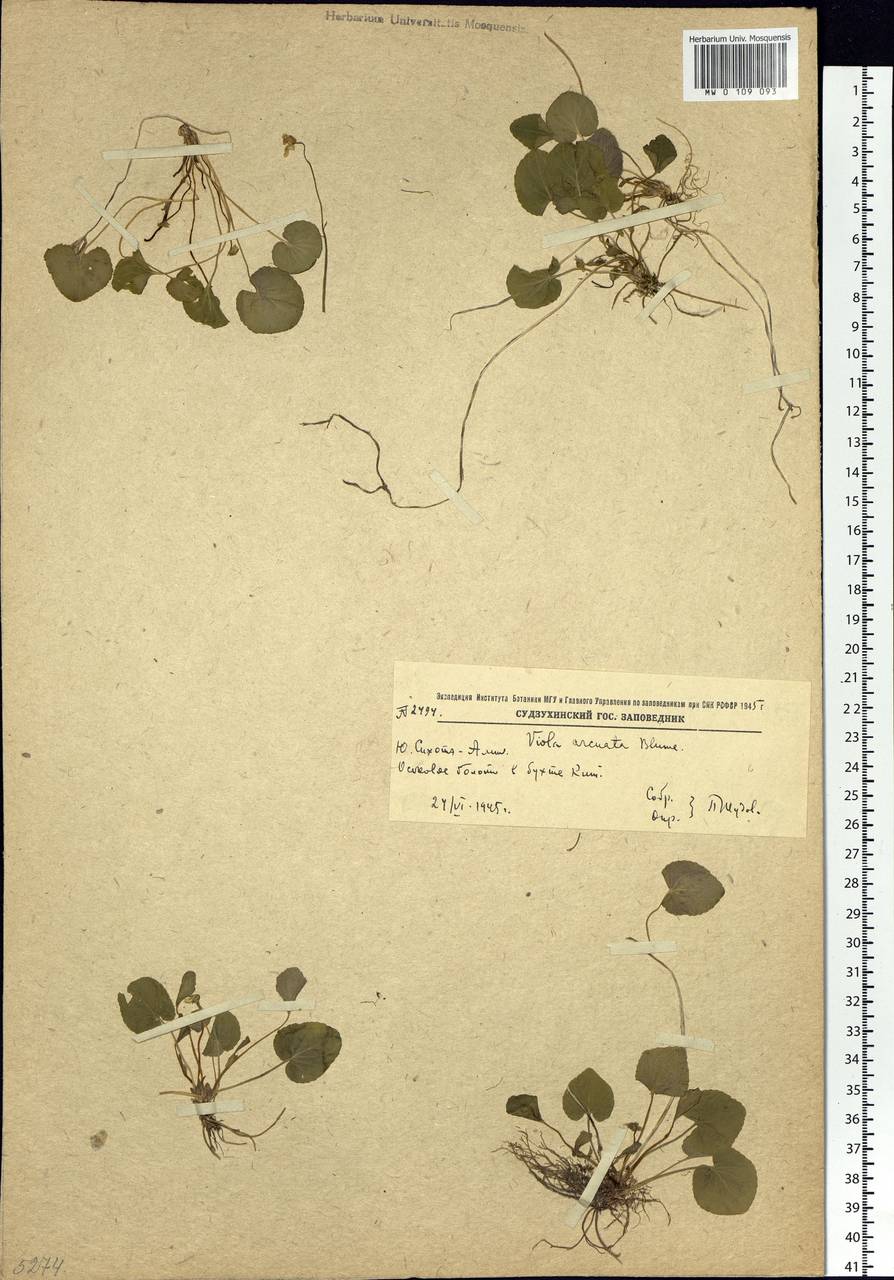 Viola hamiltoniana D. Don, Siberia, Russian Far East (S6) (Russia)