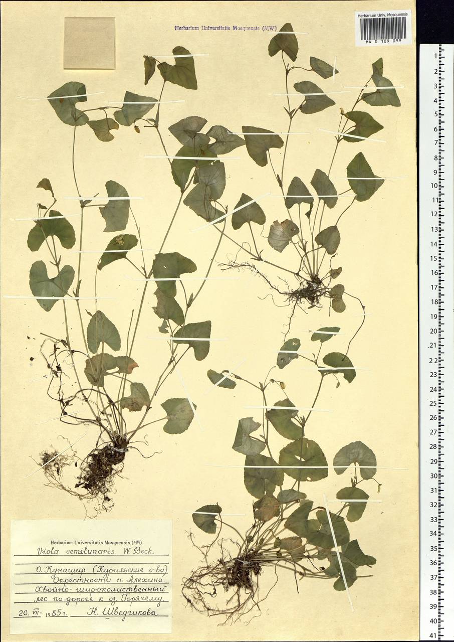 Viola hamiltoniana D. Don, Siberia, Russian Far East (S6) (Russia)