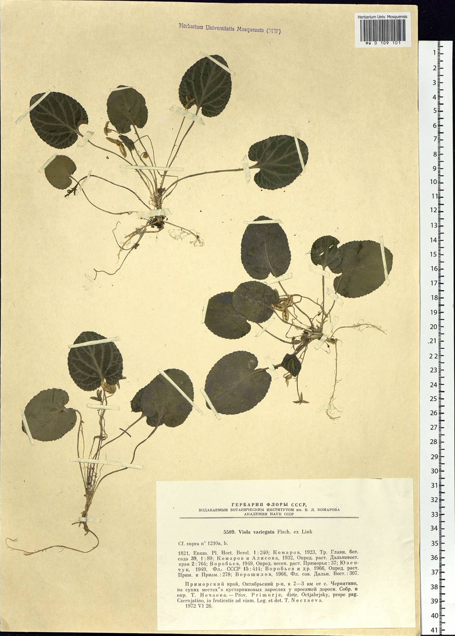Viola variegata Fisch. ex Link, Siberia, Russian Far East (S6) (Russia)