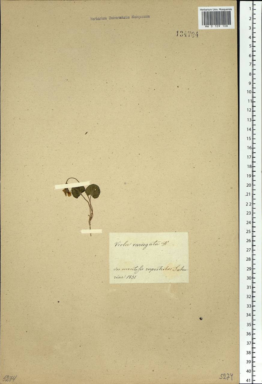 Viola variegata Fisch. ex Link, Siberia, Baikal & Transbaikal region (S4) (Russia)
