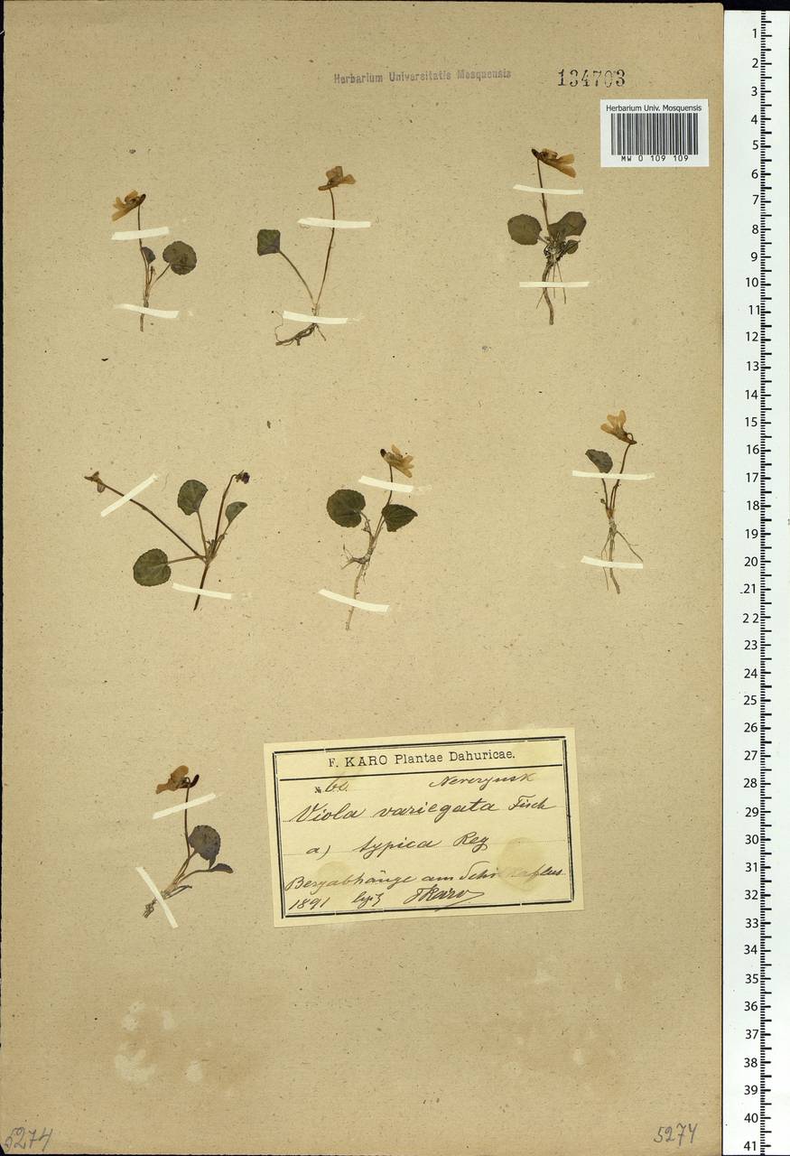 Viola variegata Fisch. ex Link, Siberia, Baikal & Transbaikal region (S4) (Russia)