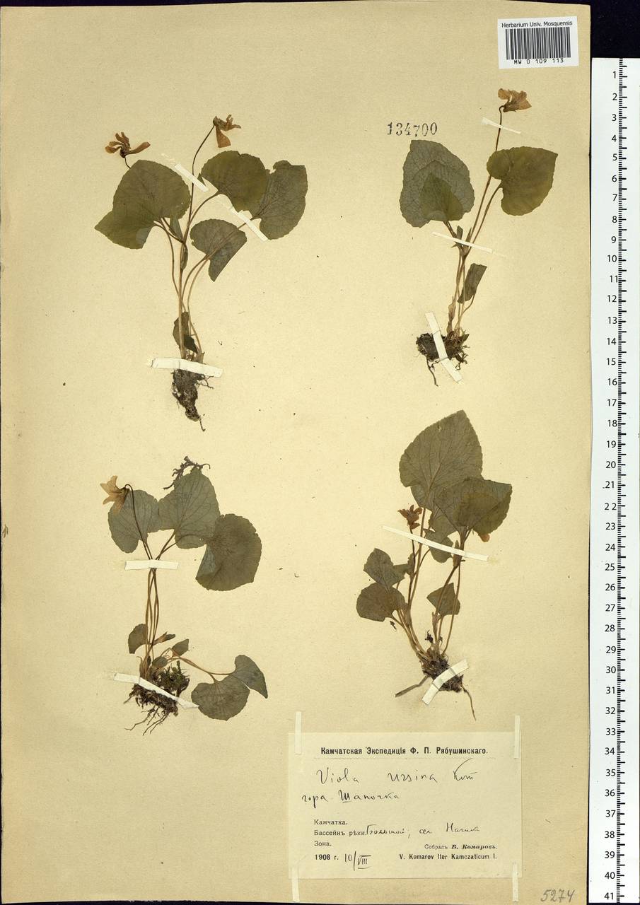 Viola langsdorfii subsp. sachalinensis W. Becker, Siberia, Chukotka & Kamchatka (S7) (Russia)