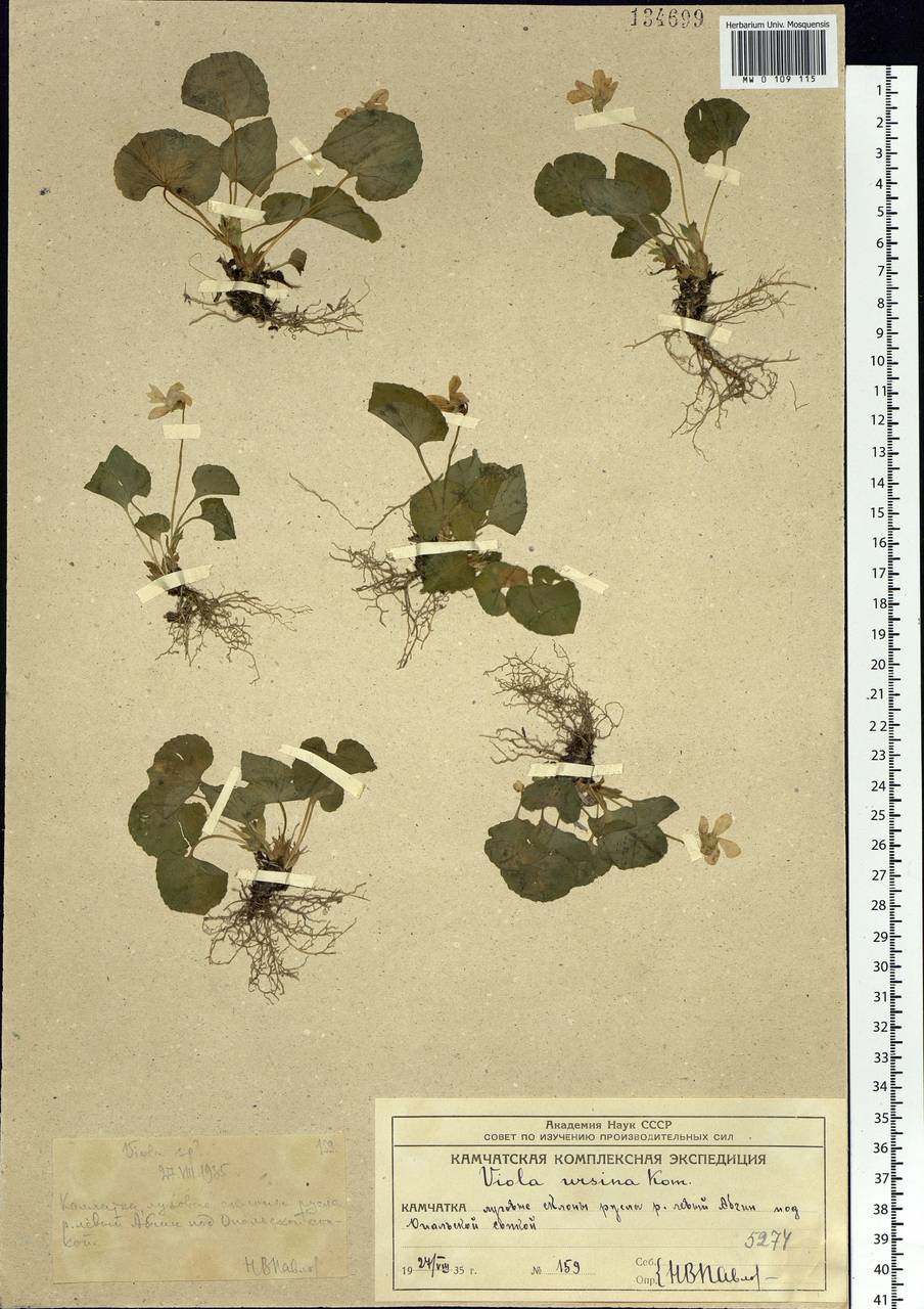 Viola langsdorfii subsp. sachalinensis W. Becker, Siberia, Chukotka & Kamchatka (S7) (Russia)