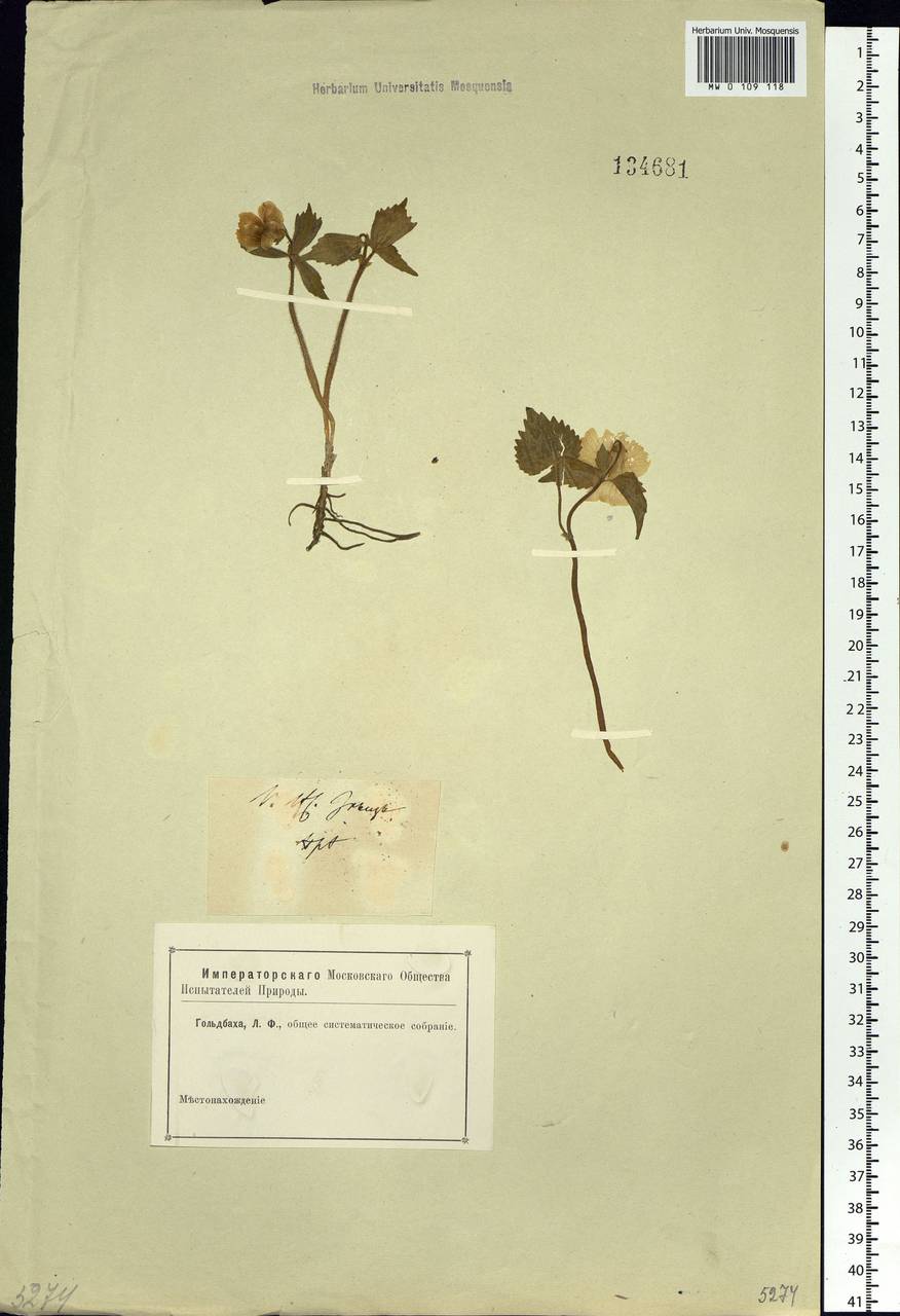 Viola uniflora L., Siberia, Baikal & Transbaikal region (S4) (Russia)