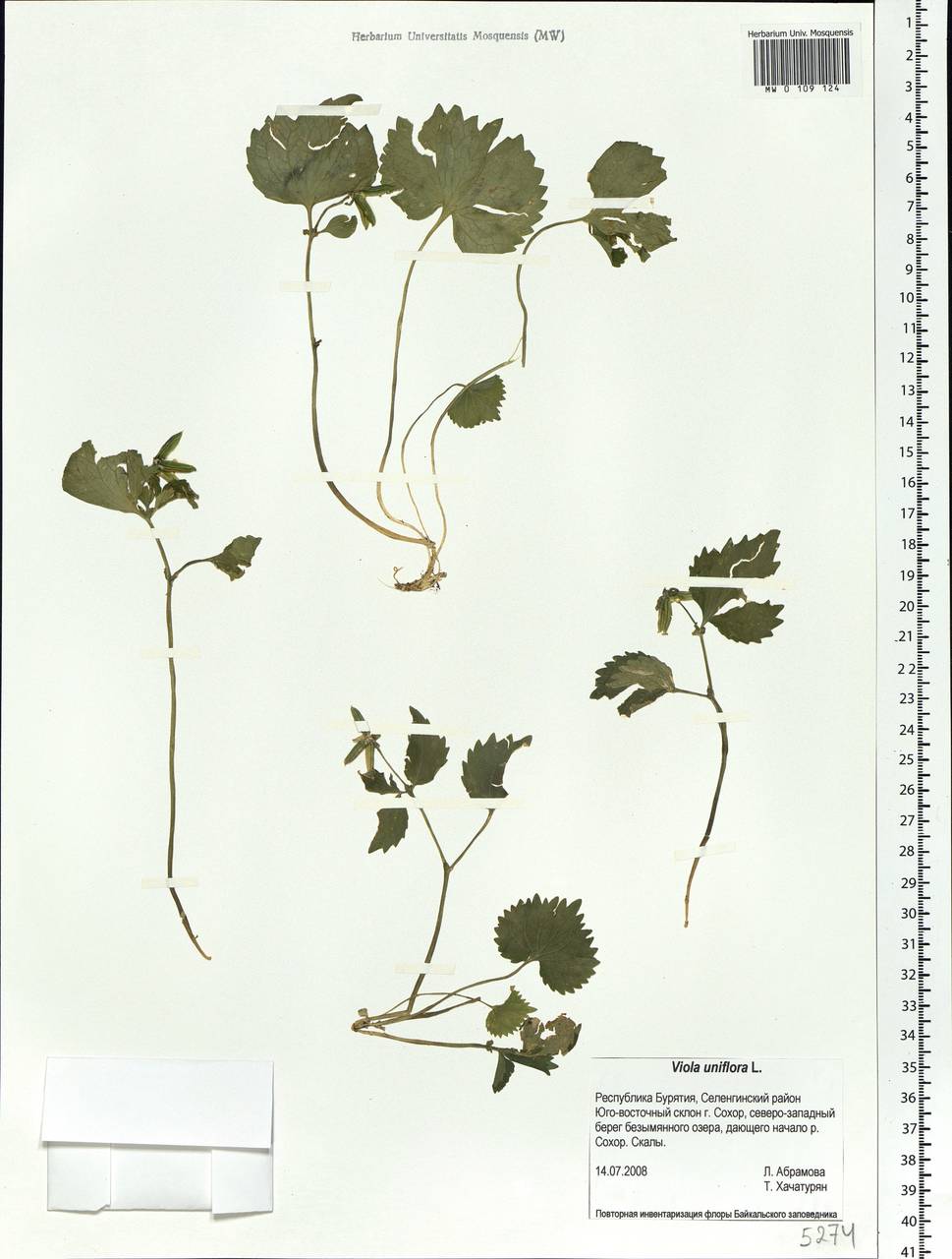 Viola uniflora L., Siberia, Baikal & Transbaikal region (S4) (Russia)