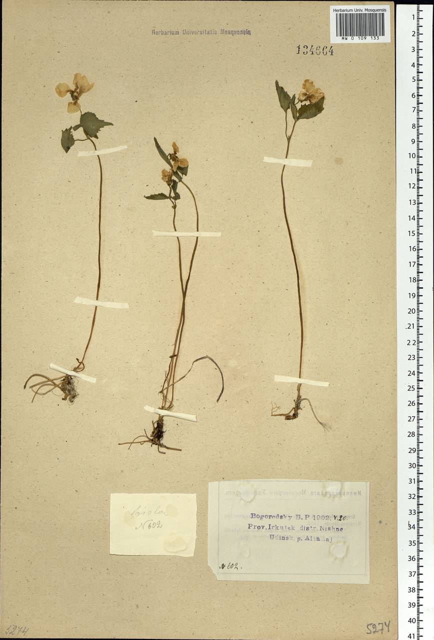 Viola uniflora L., Siberia, Baikal & Transbaikal region (S4) (Russia)