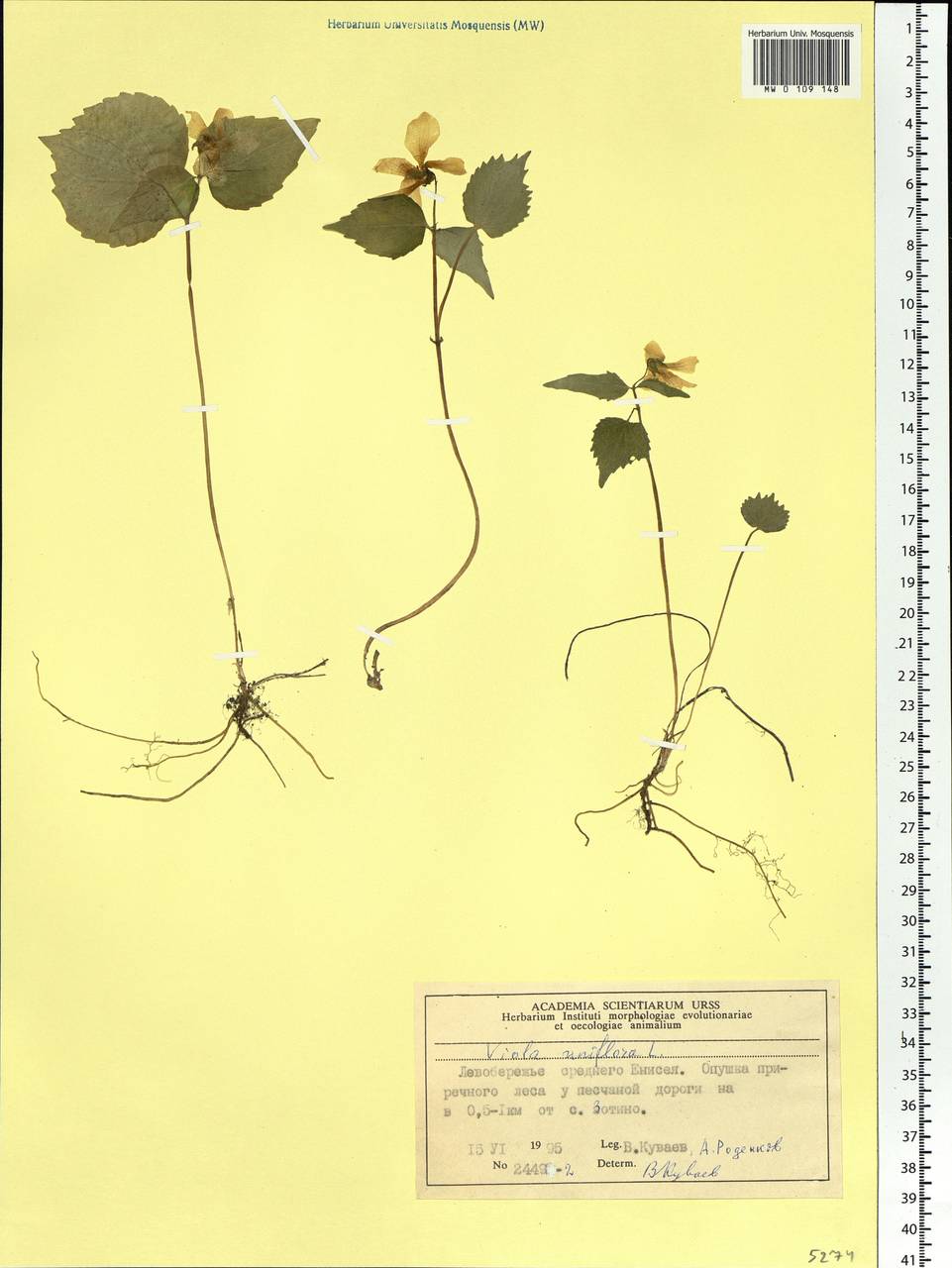 Viola uniflora L., Siberia, Central Siberia (S3) (Russia)