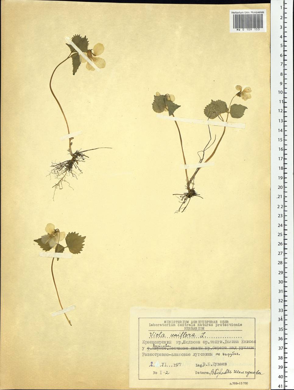 Viola uniflora L., Siberia, Central Siberia (S3) (Russia)