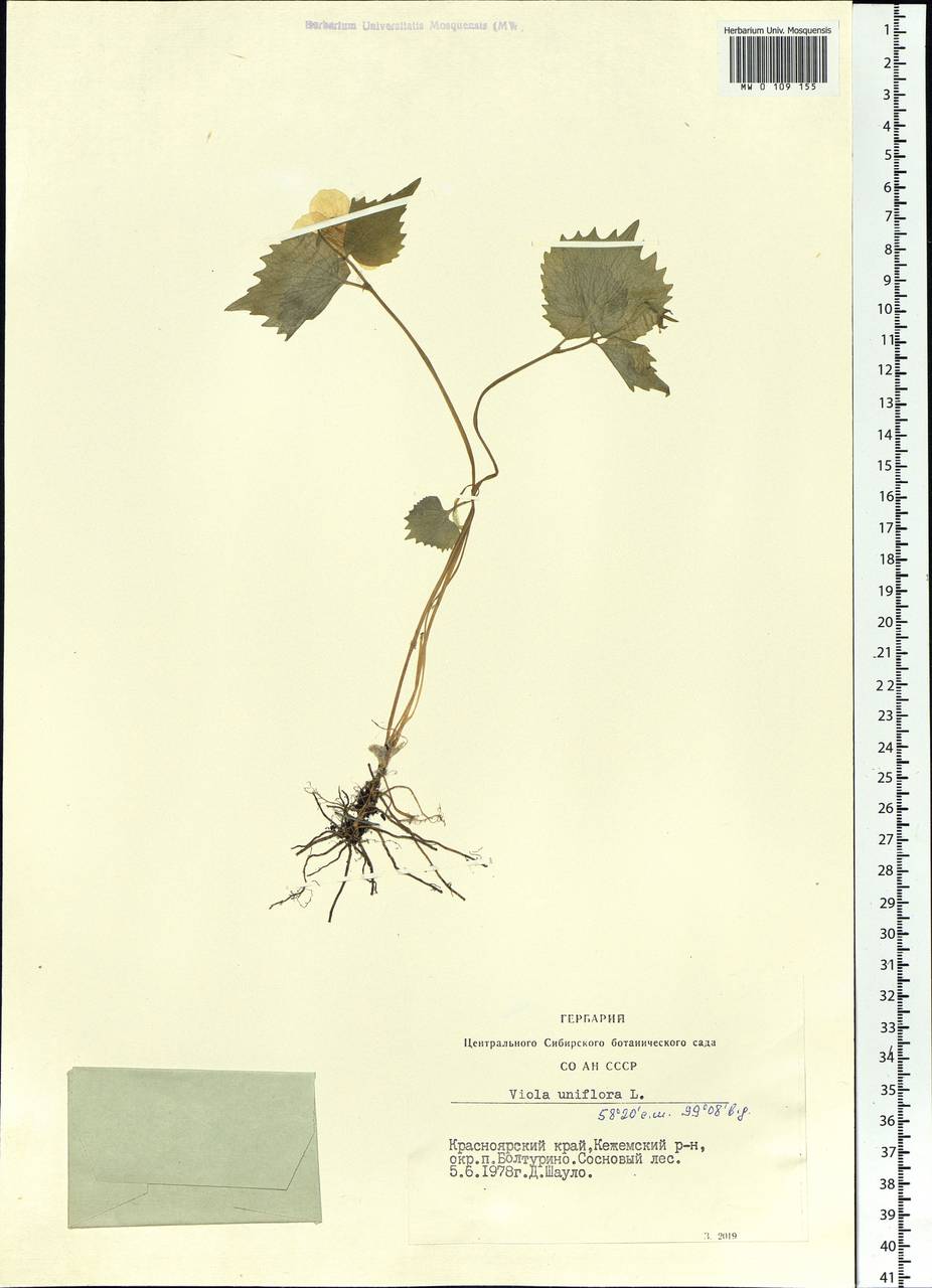 Viola uniflora L., Siberia, Central Siberia (S3) (Russia)